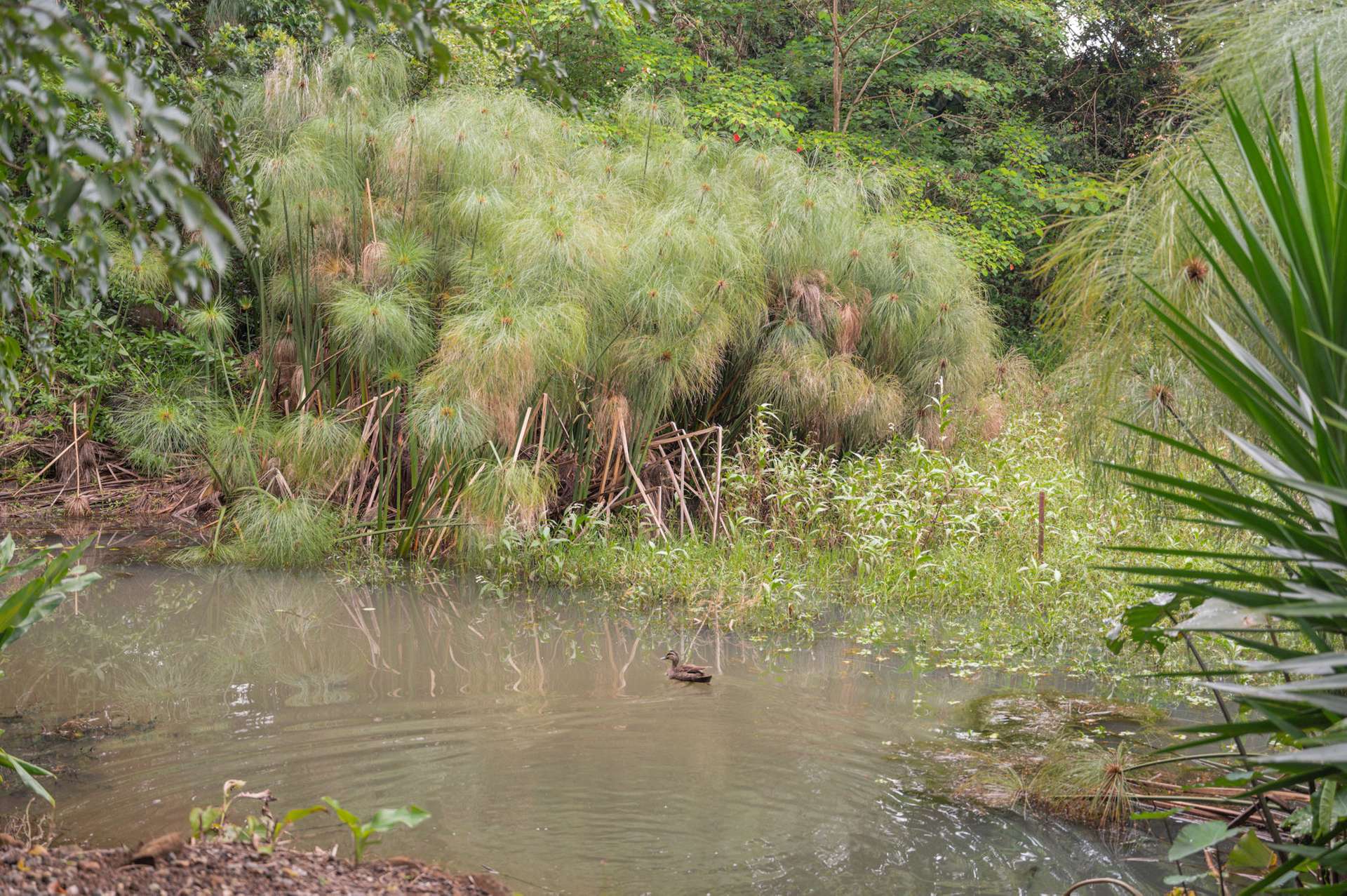 42A Nadi Lane, North Maleny For Sale by Farmbuy.com - image 18