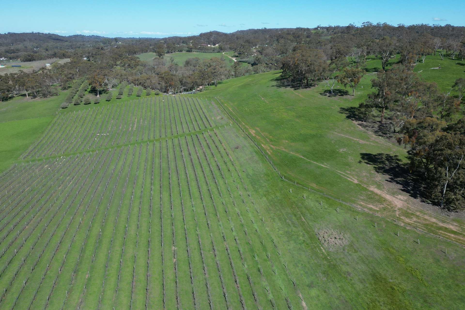 Lot 388 McCord Lane, Gillentown For Sale by Farmbuy.com - image 12