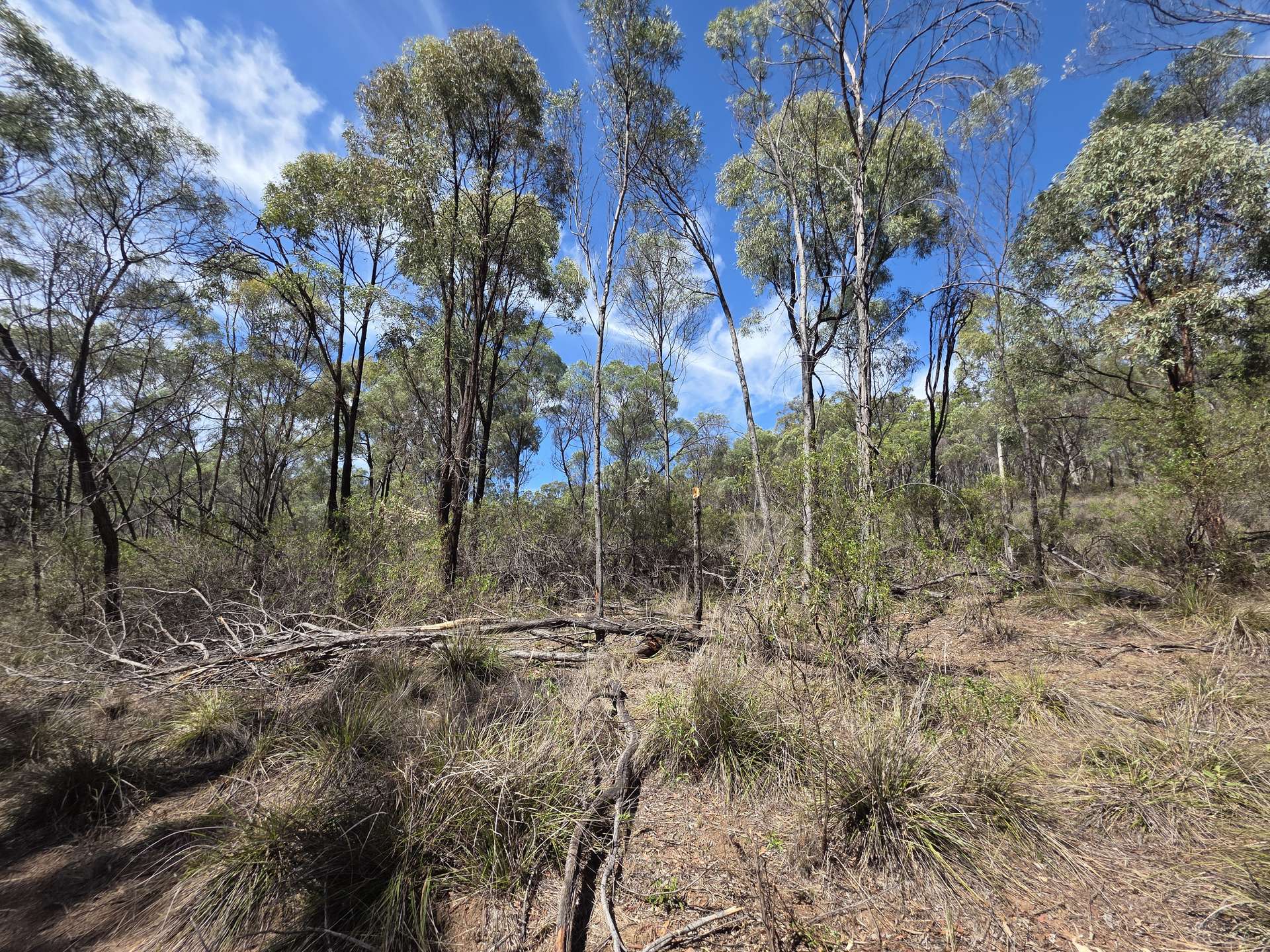 44 Foxbar Road, Pikedale For Sale by Farmbuy.com - image 5