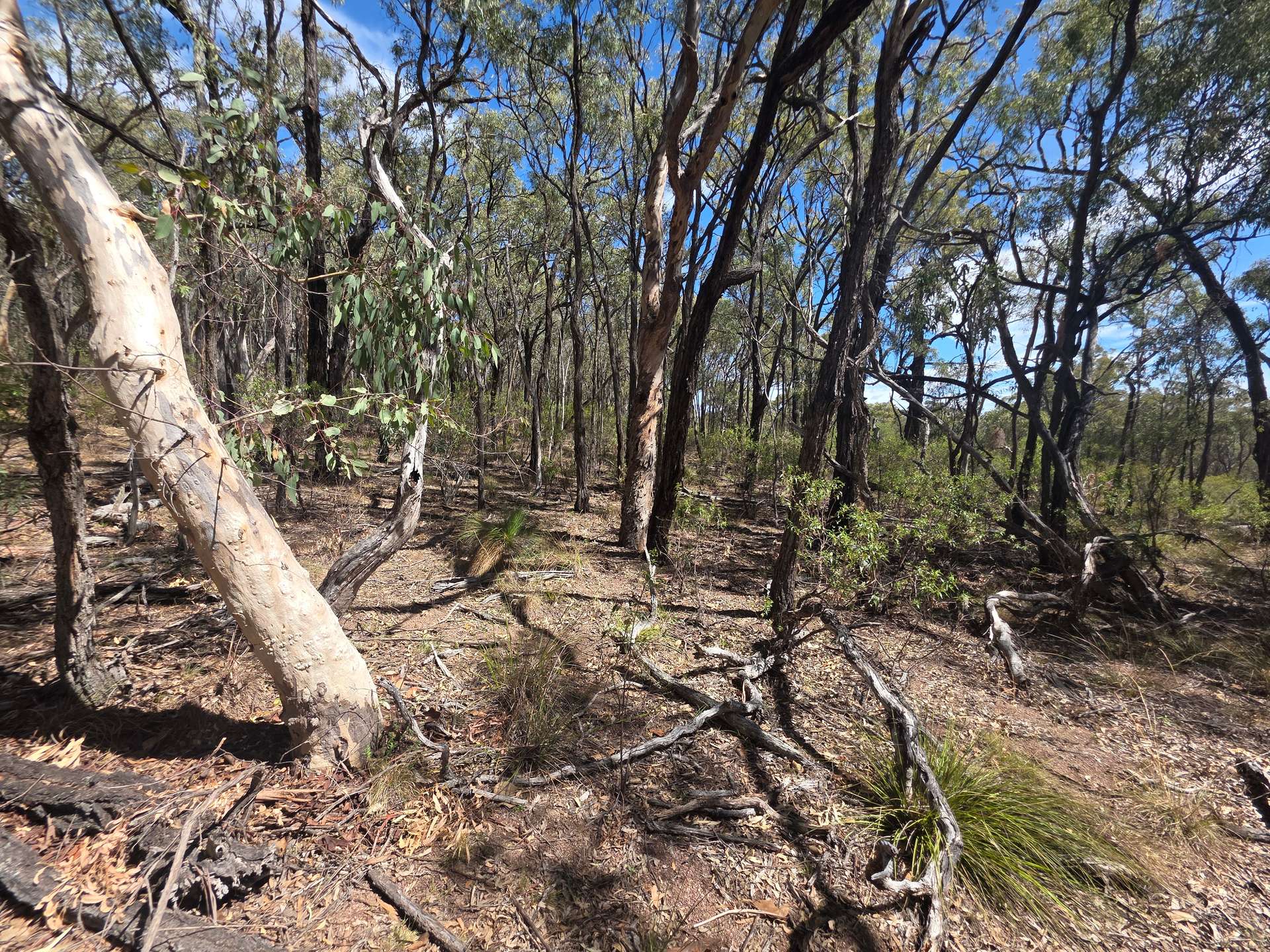 44 Foxbar Road, Pikedale For Sale by Farmbuy.com - image 5