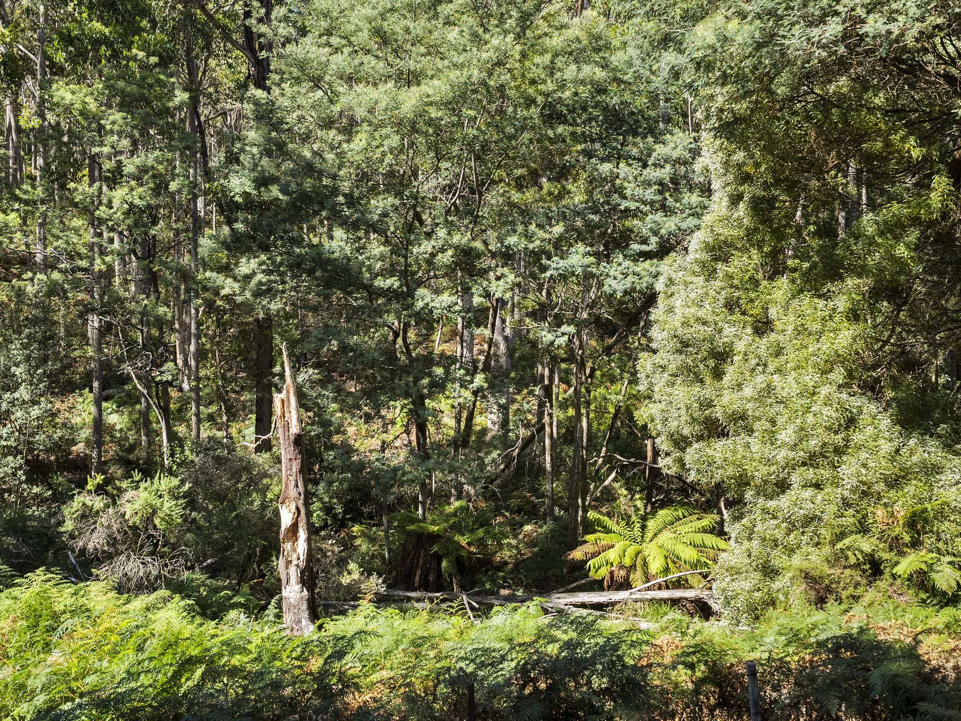 729 Nubeena Road And 44 Coppings Road, Premaydena For Sale by Farmbuy.com - image 6