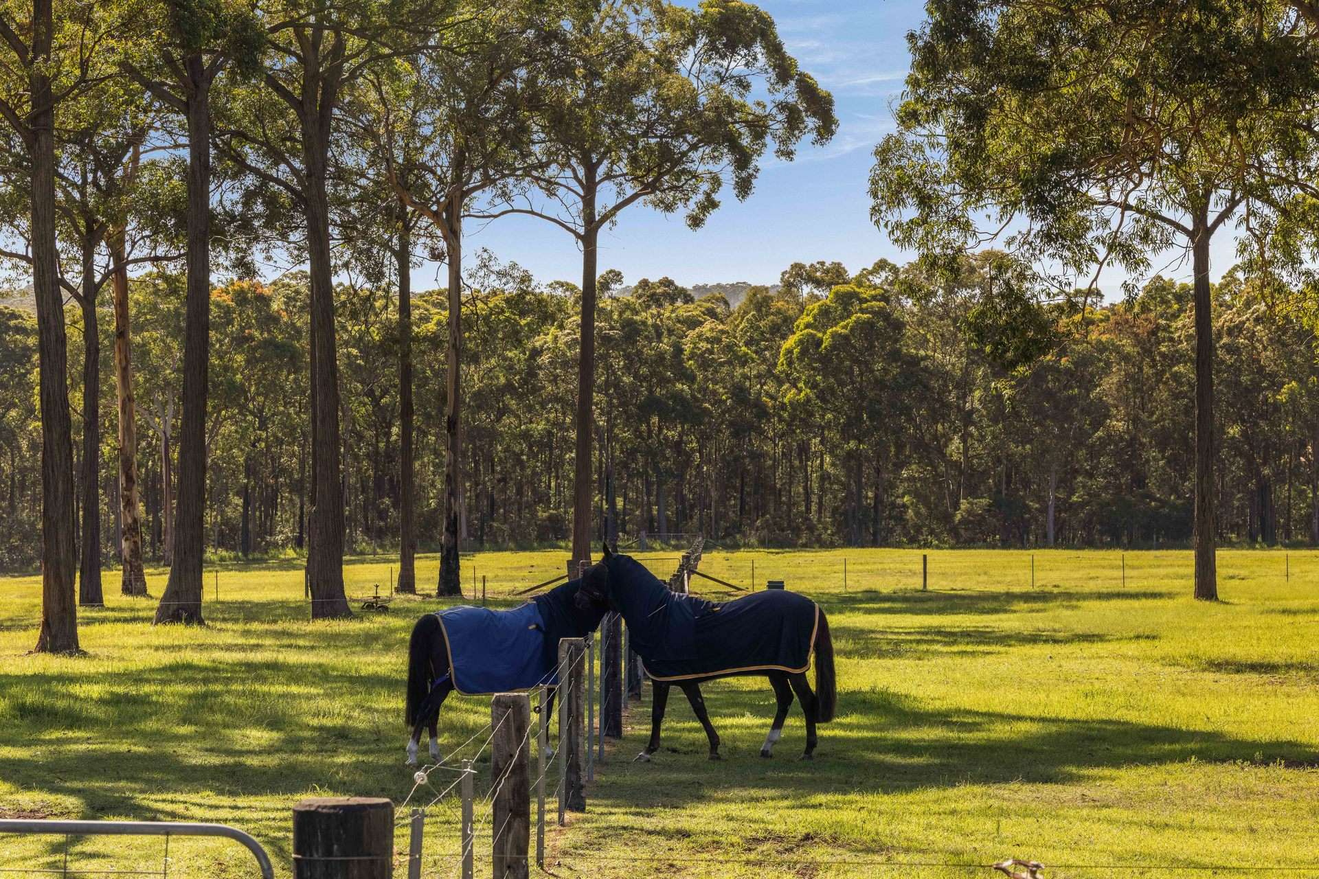 242 Dairy Road, The Oaks For Sale by Farmbuy.com - image 3