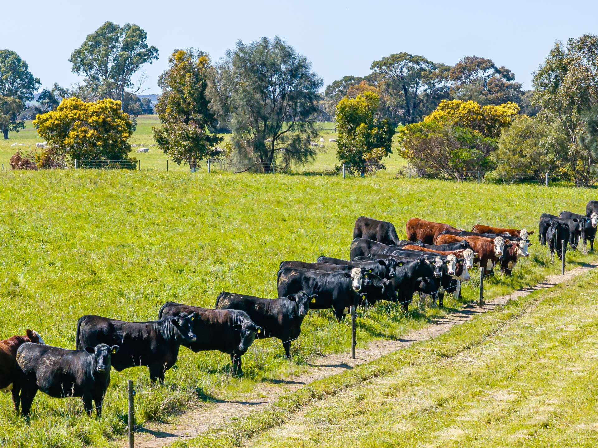 3258 Riddoch Highway, Willalooka For Sale by Farmbuy.com - image 13