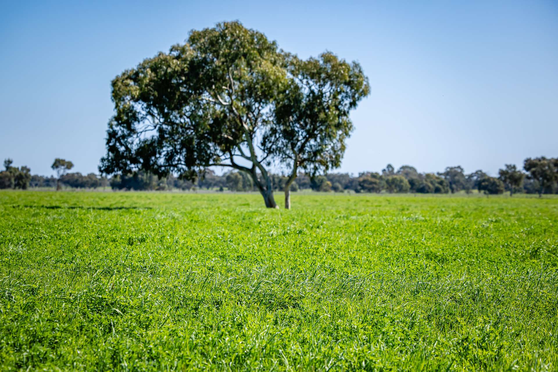 3258 Riddoch Highway, Willalooka For Sale by Farmbuy.com - image 12