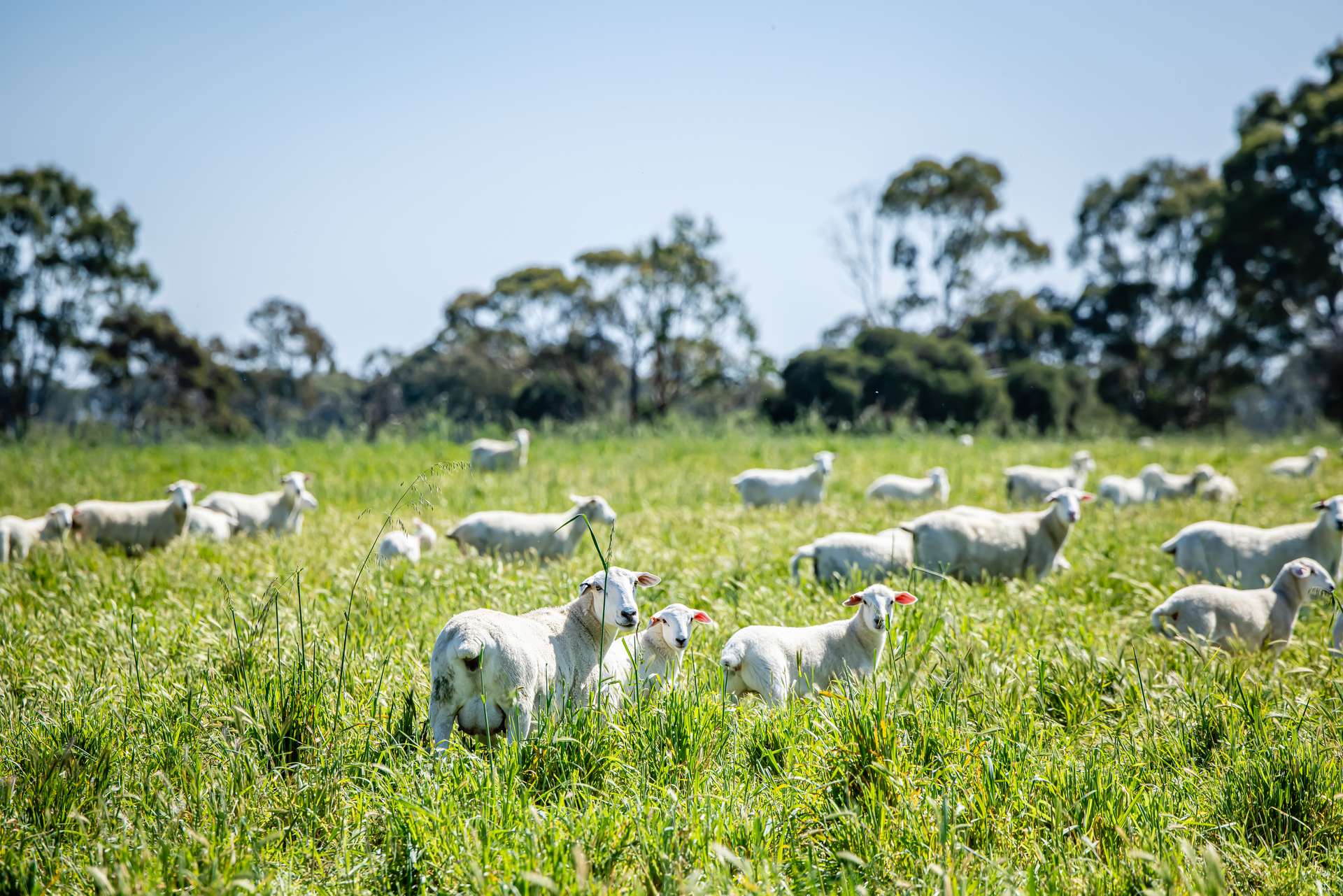 3258 Riddoch Highway, Willalooka For Sale by Farmbuy.com - image 4
