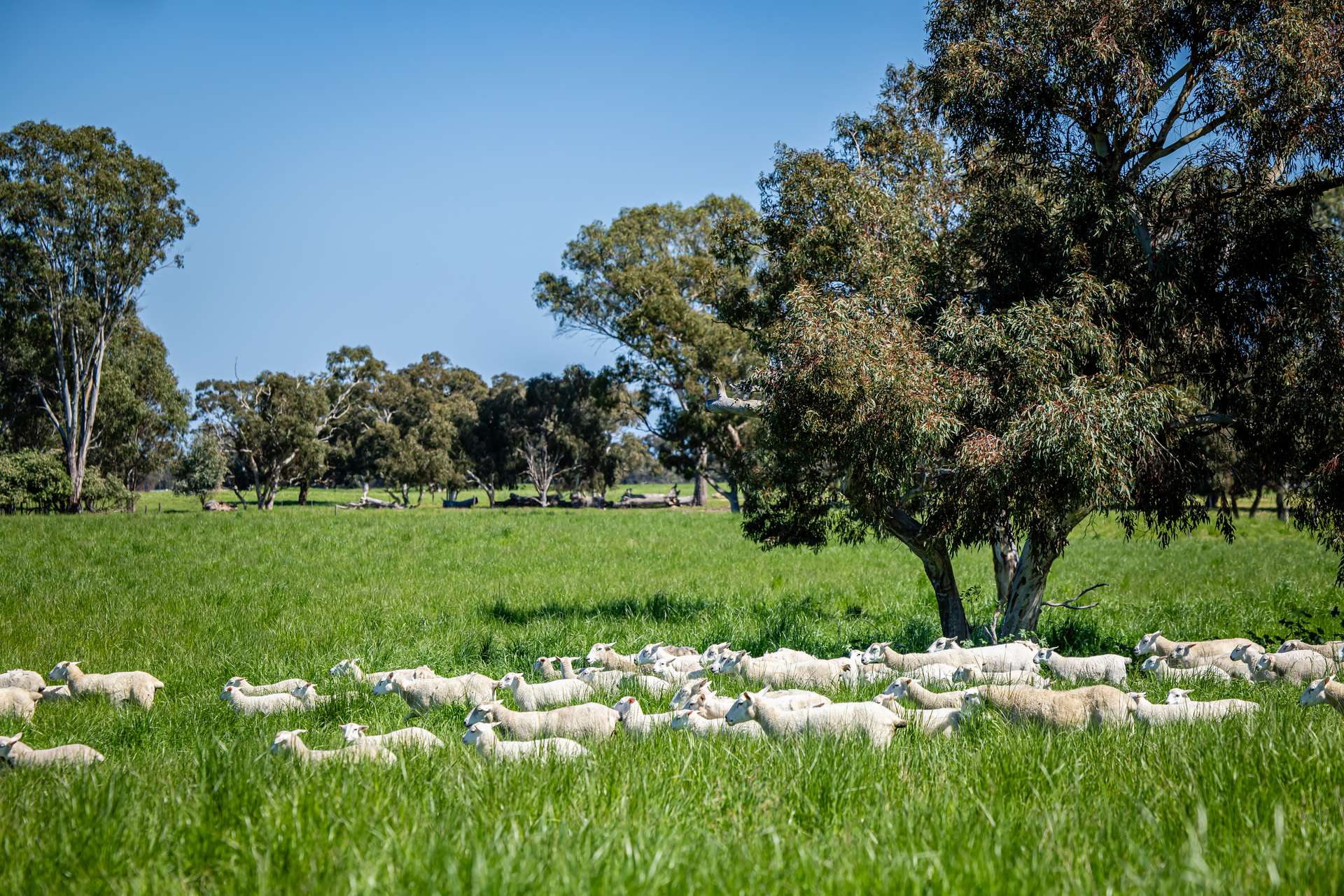 3258 Riddoch Highway, Willalooka For Sale by Farmbuy.com - image 3