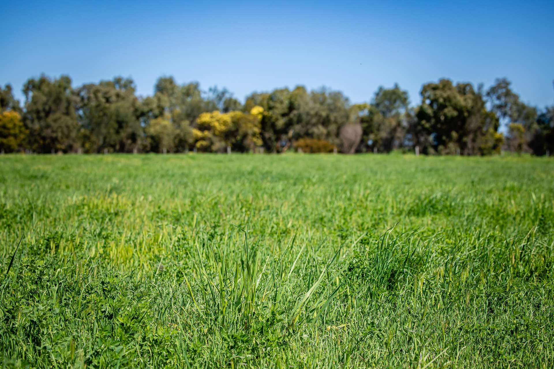 3258 Riddoch Highway, Willalooka For Sale by Farmbuy.com - image 4