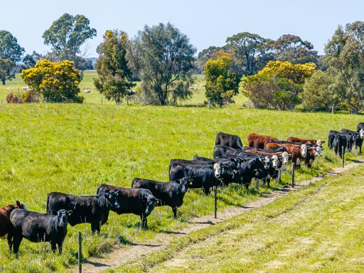 3258 Riddoch Highway, Willalooka SA 5267