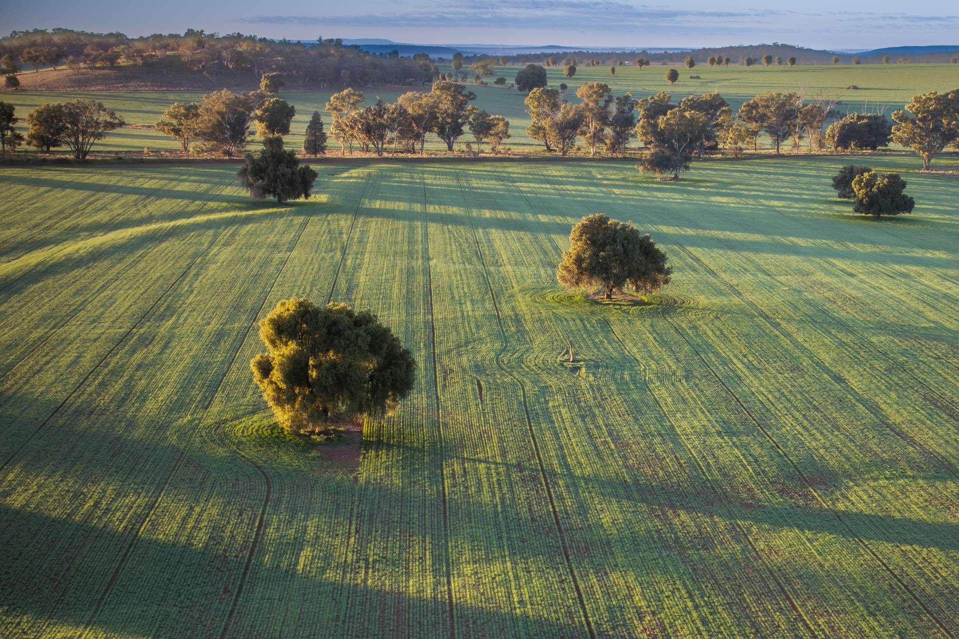Ashford Heath 47 Adios Lane, Bogan Gate For Sale by Farmbuy.com - image 17