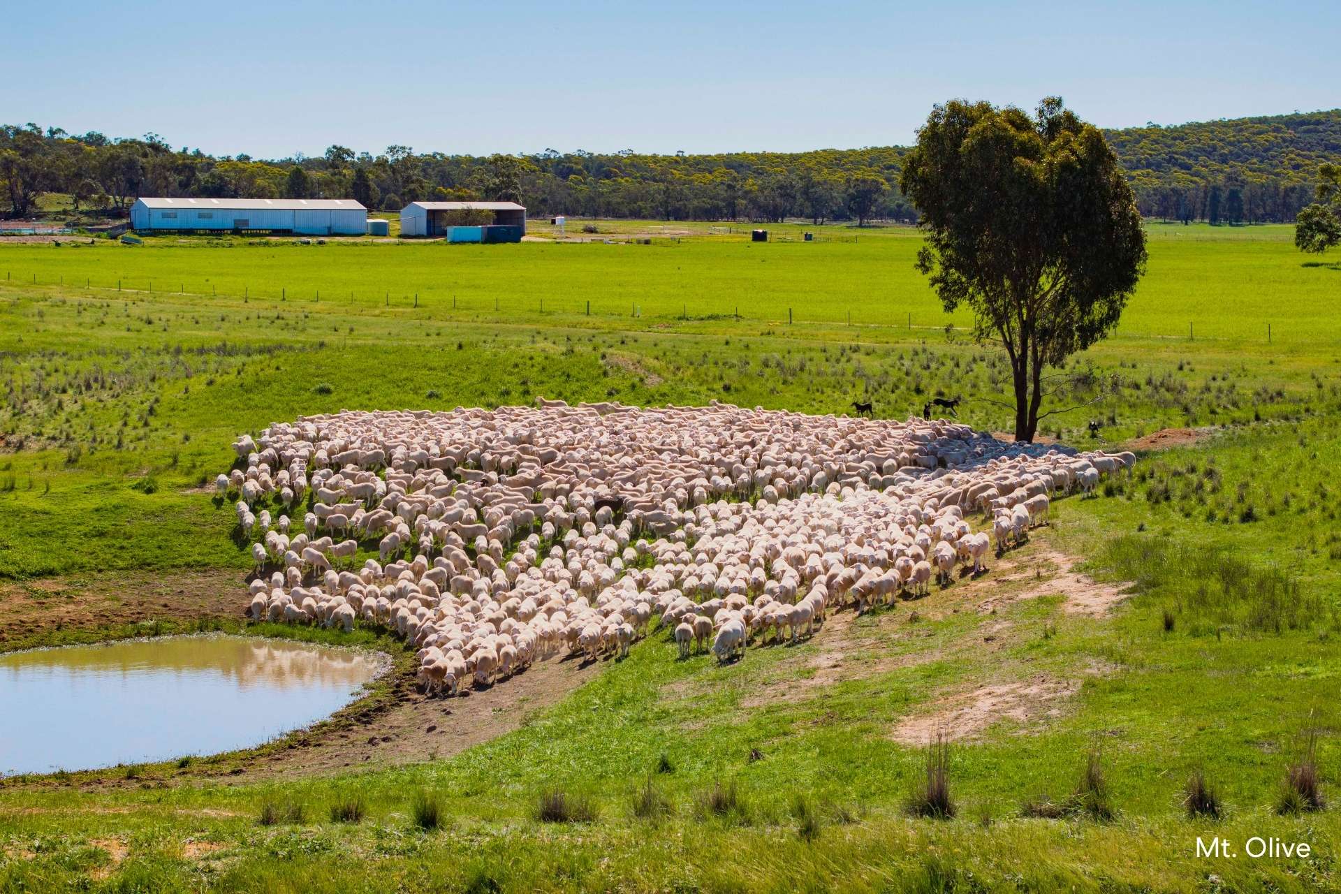 Kamarah Road, Narrandera For Sale by Farmbuy.com - image 10