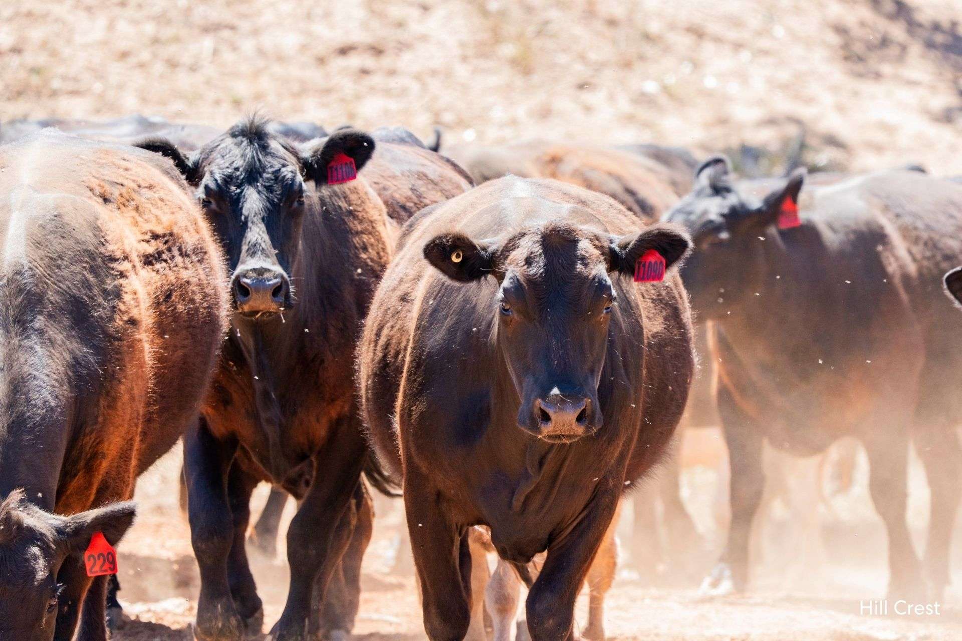 Kamarah Road, Narrandera For Sale by Farmbuy.com - image 27