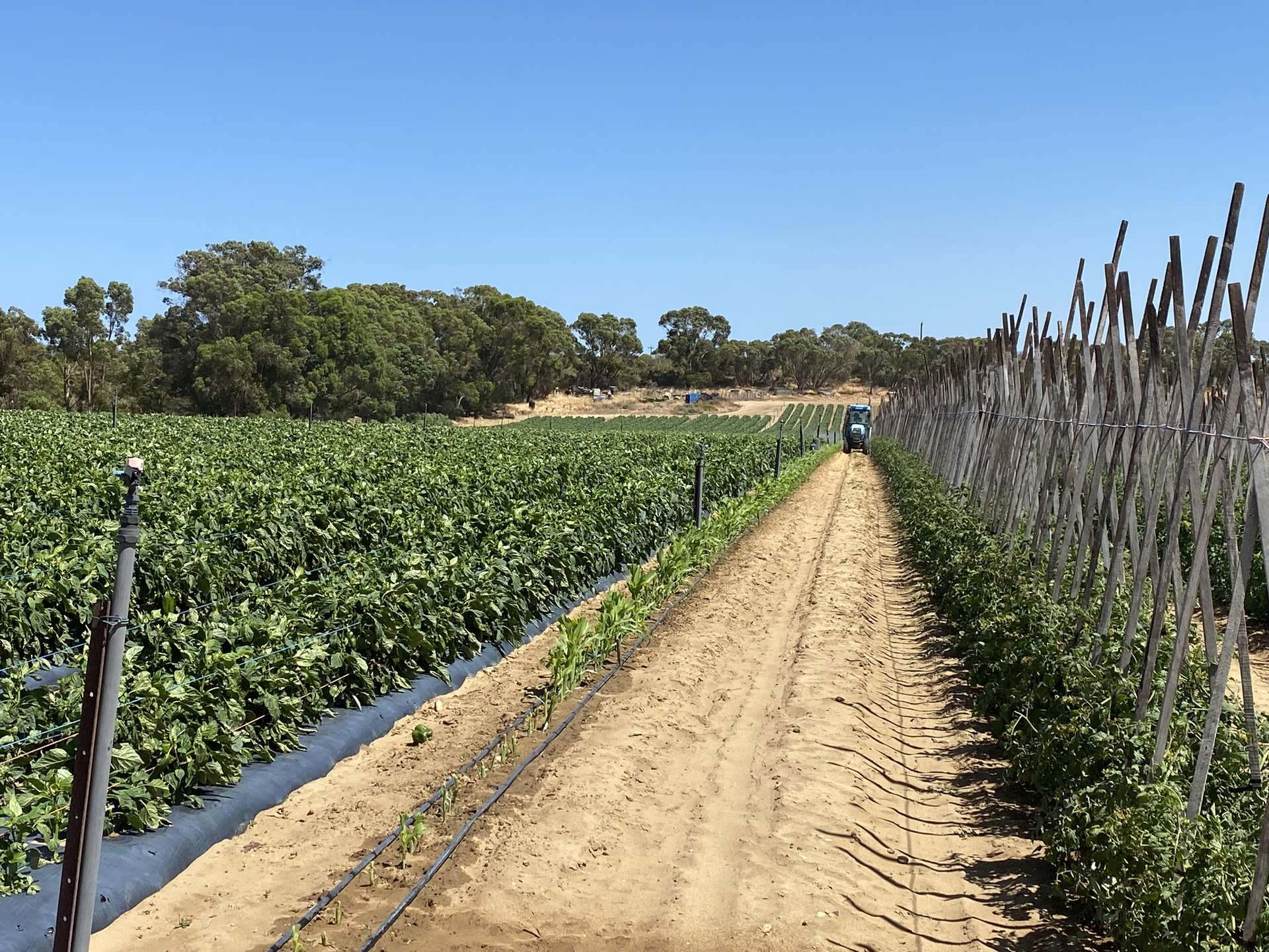 440 Old Yanchep Road, Carabooda For Sale by Farmbuy.com - image 20