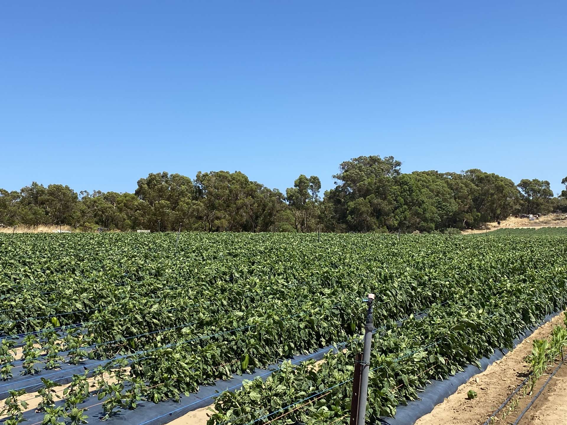 440 Old Yanchep Road, Carabooda For Sale by Farmbuy.com - image 17