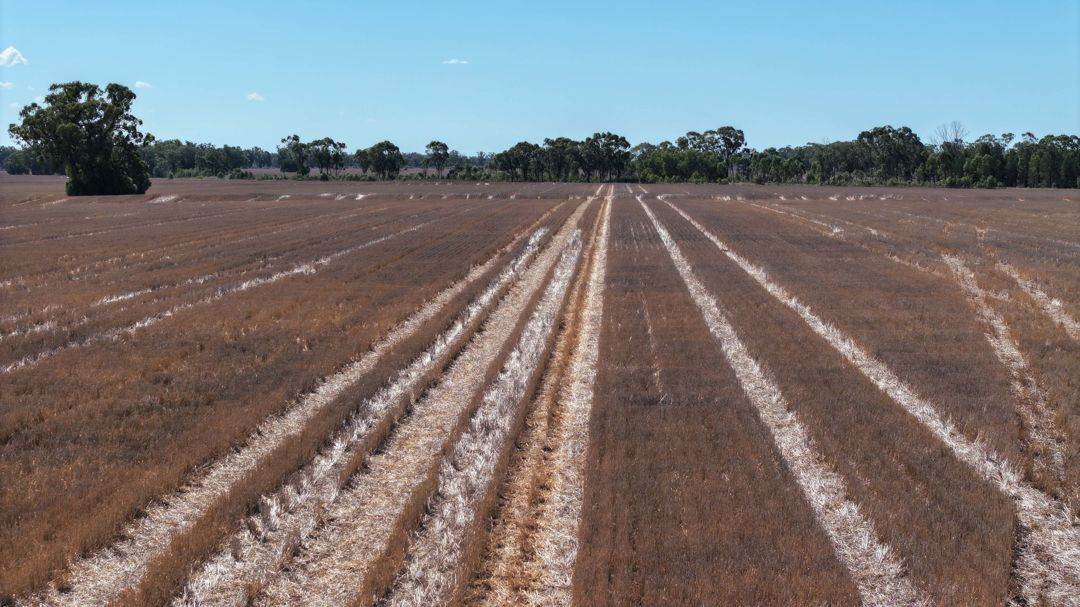 Lot 101 DP 1168983 Cheecome Road, Moree For Sale by Farmbuy.com - image 4