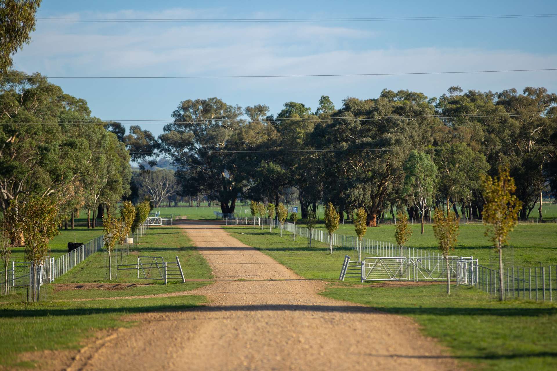 1948 Coach Road, Morven For Sale by Farmbuy.com - image 27