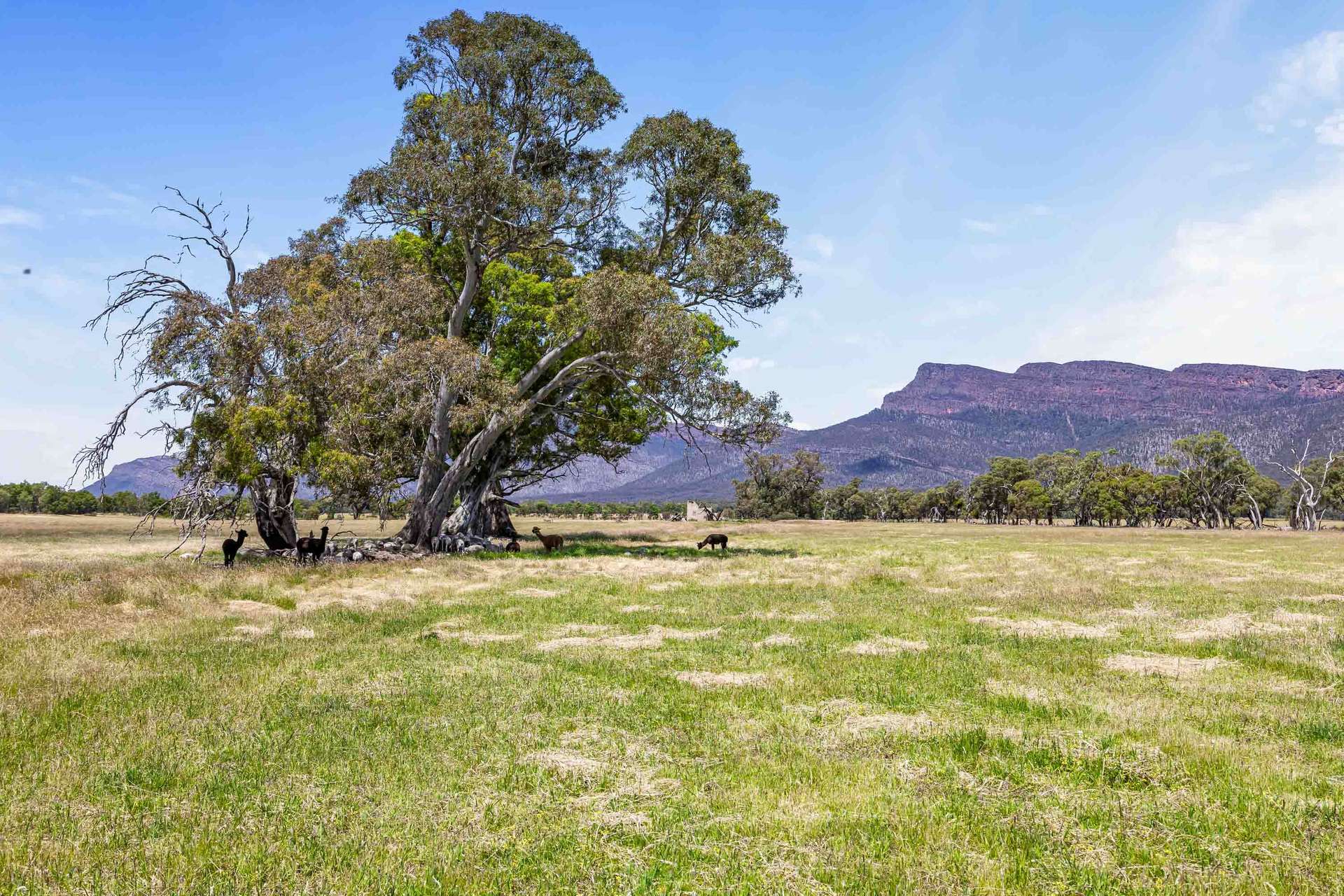 2897 Ararat-Halls Gap Road, Pomonal For Sale by Farmbuy.com - image 28