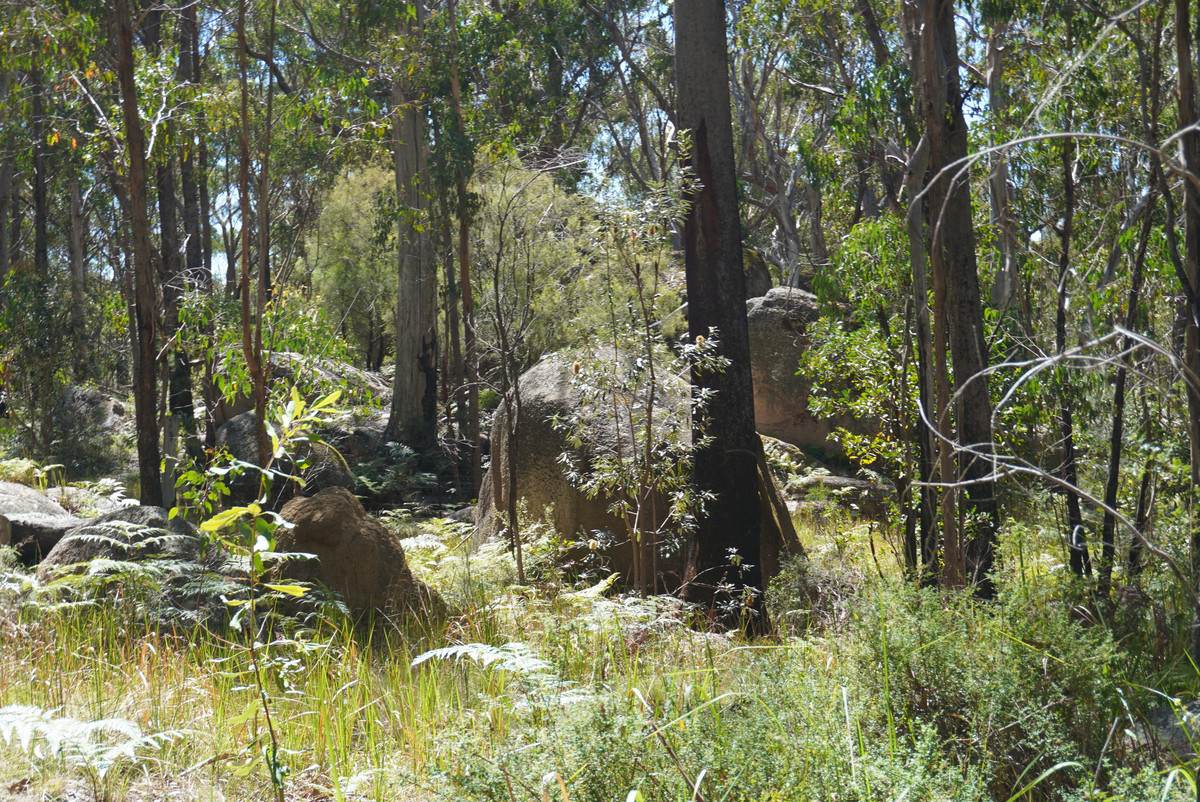 1293 Mount Lindesay Road, Tenterfield For Sale by Farmbuy.com - image 35