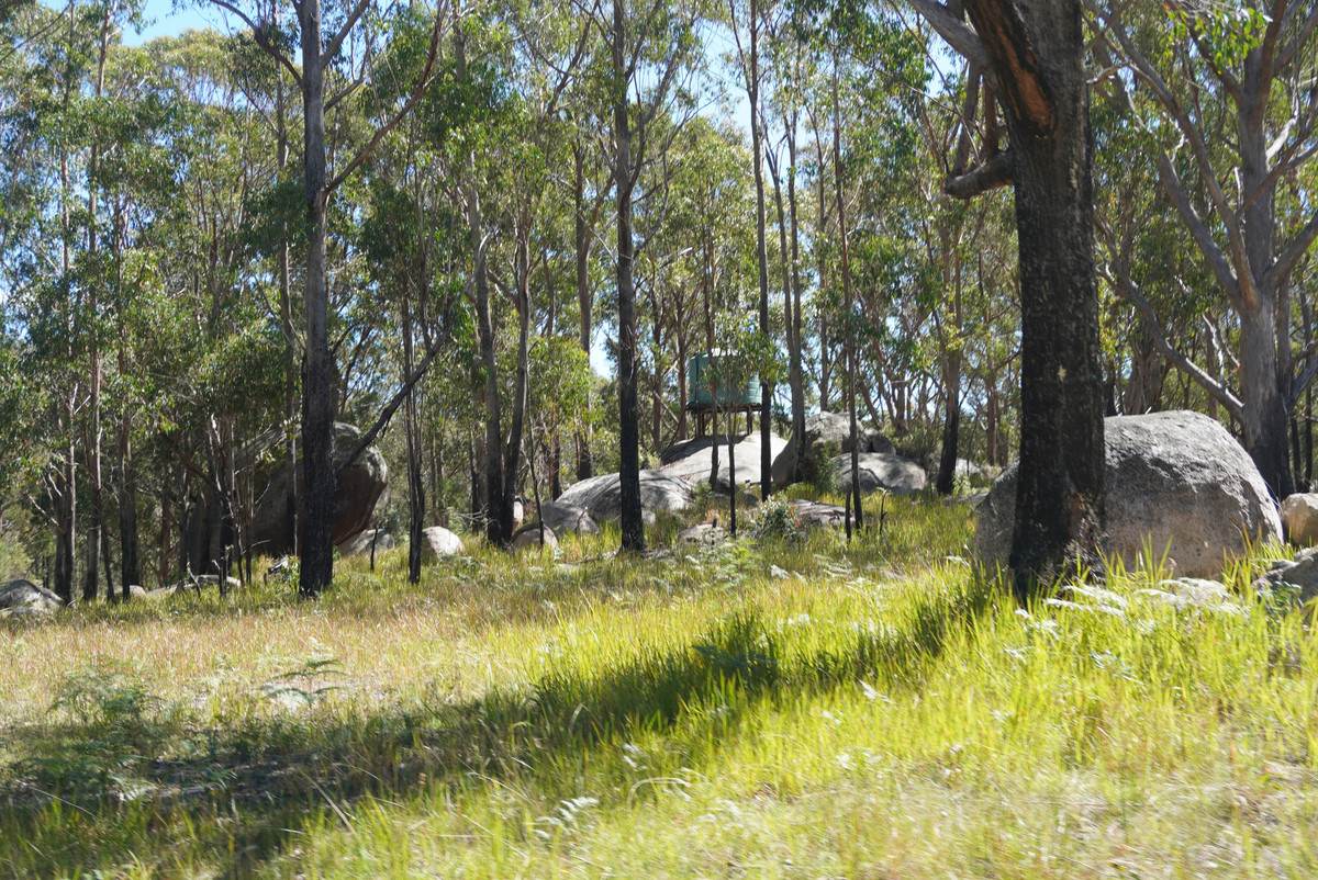 1293 Mount Lindesay Road, Tenterfield For Sale by Farmbuy.com - image 28