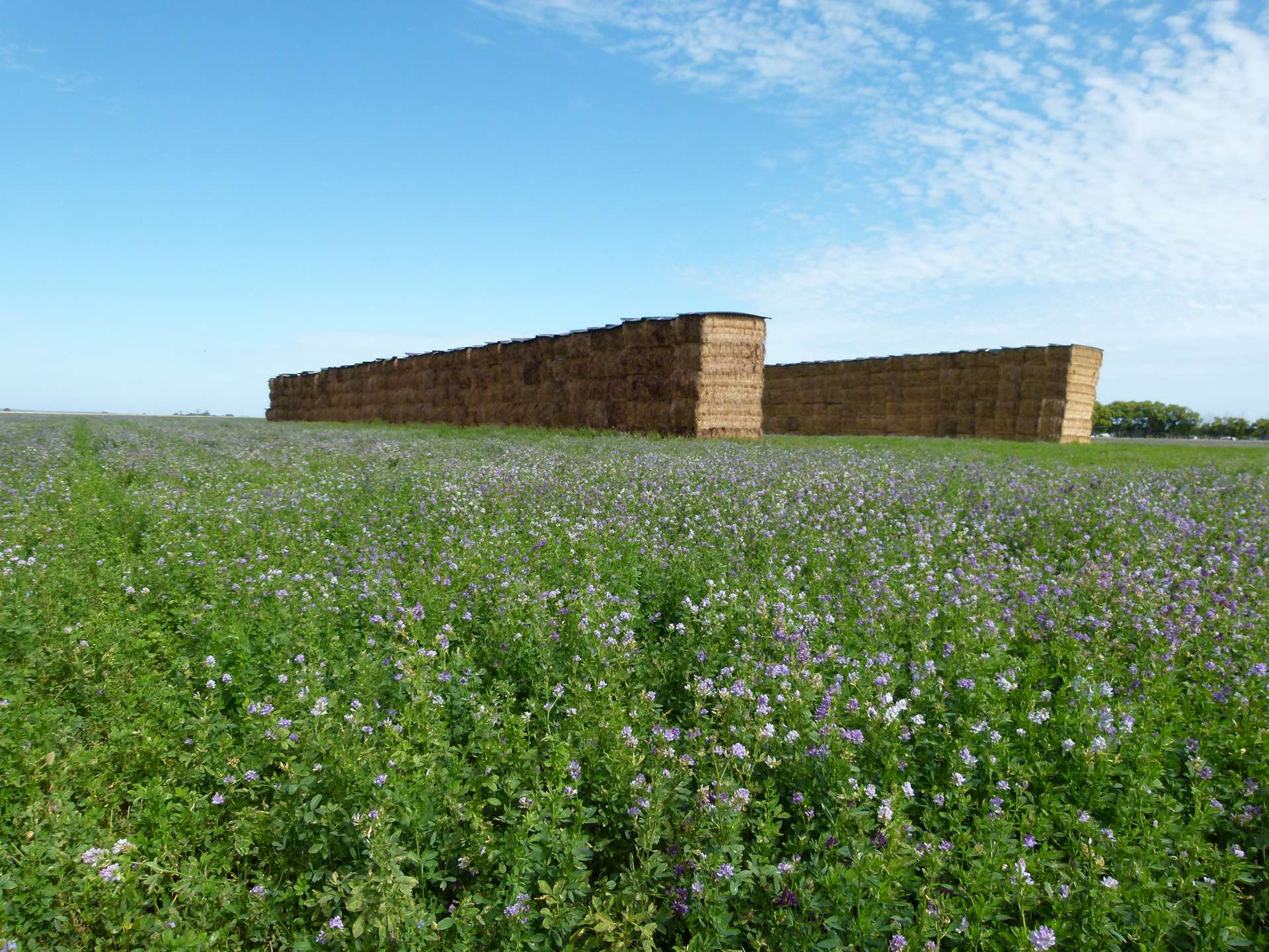 44 Mount Burr Road, Millicent Auction by Farmbuy.com - image 12