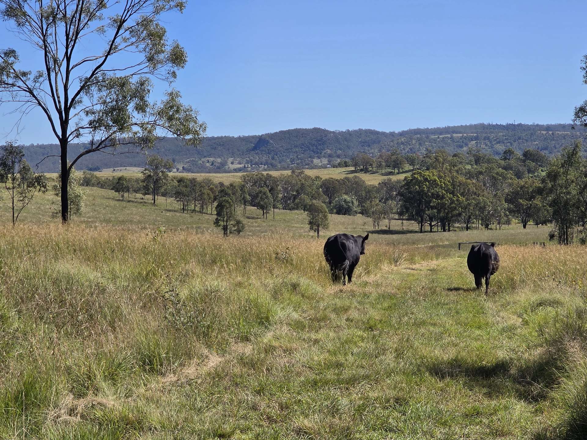 160 Rocky Gully Road, Crows Nest For Sale by Farmbuy.com - image 5