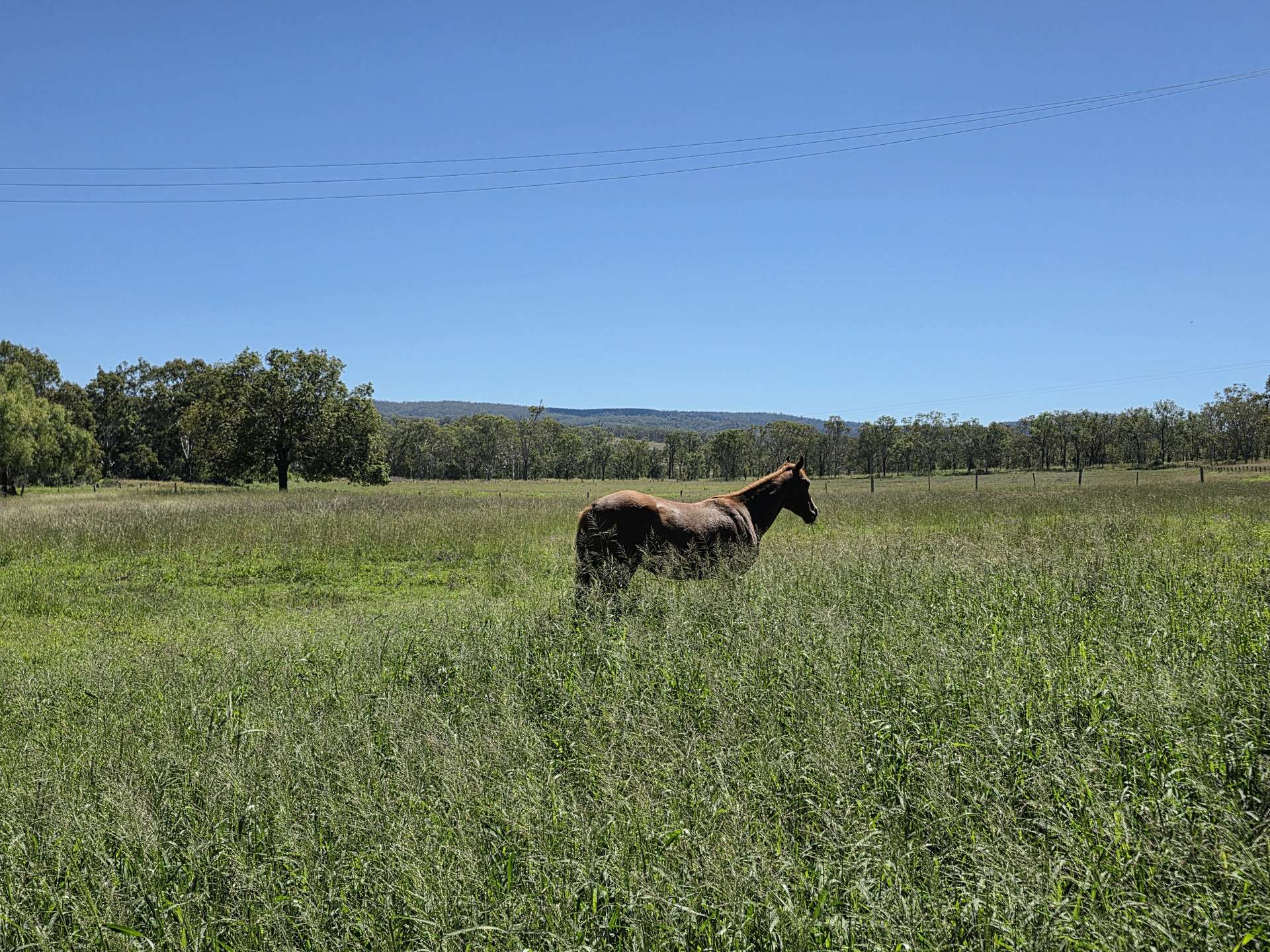 160 Rocky Gully Road, Crows Nest For Sale by Farmbuy.com - image 31