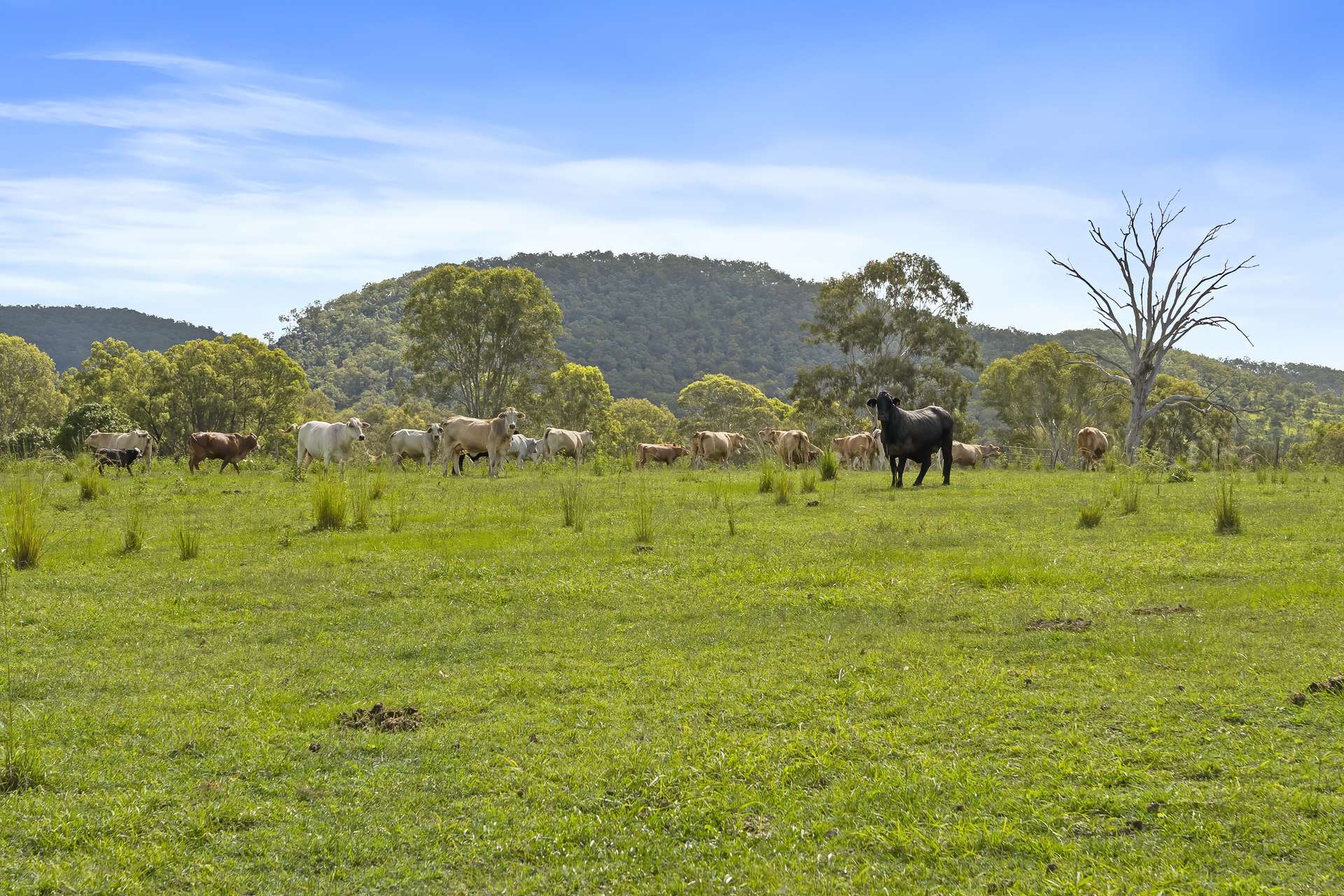 Lot 172 Gympie-Woolooga Road, Lower Wonga For Sale by Farmbuy.com - image 9