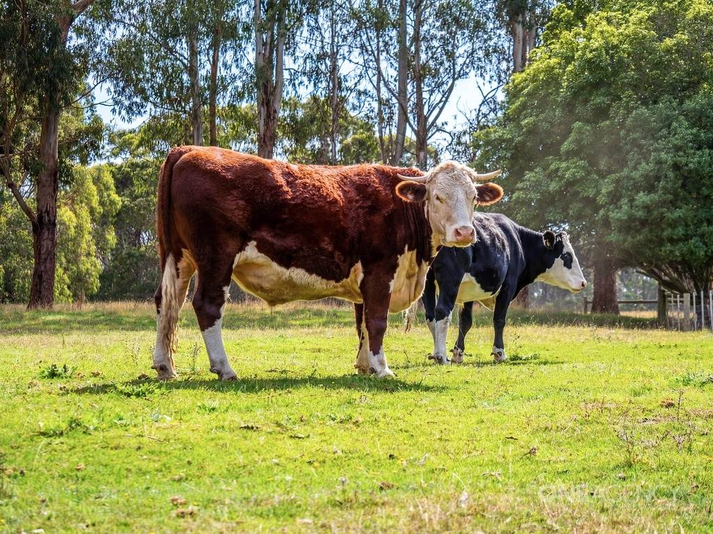 444 Hardmans Road, Mella For Sale by Farmbuy.com - image 31