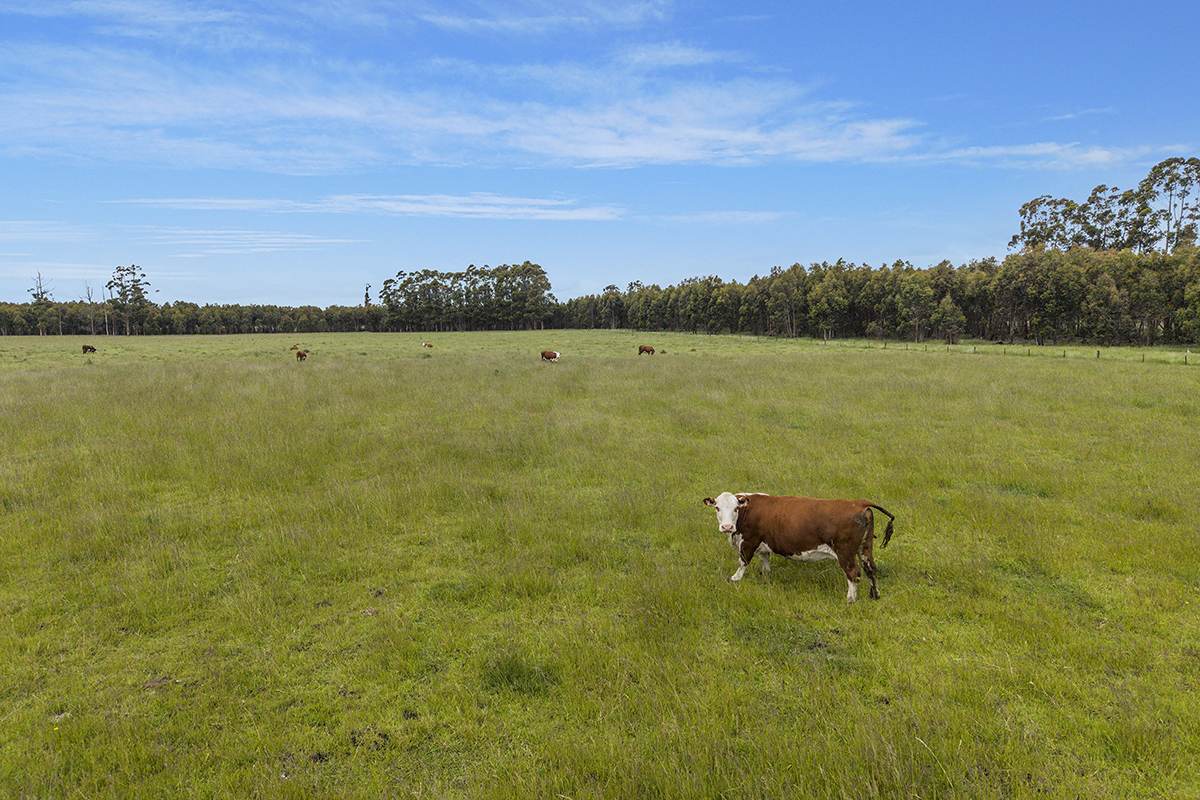 1621 Mount Napier Road, Gazette For Sale by Farmbuy.com - image 11
