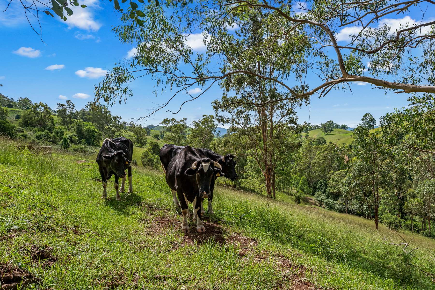 664 Scone Road, Copeland Via, Gloucester Sold by Farmbuy.com - image 25