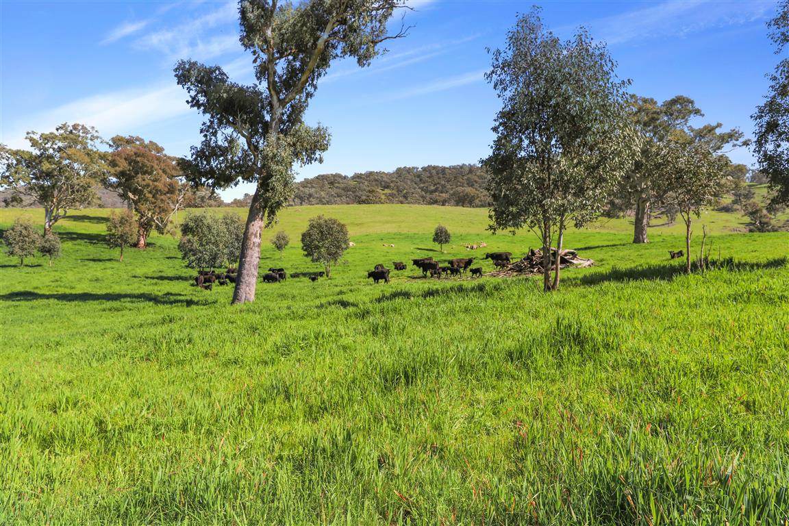 Part 1169 Grahamstown Road, Adelong For Sale by Farmbuy.com - image 5
