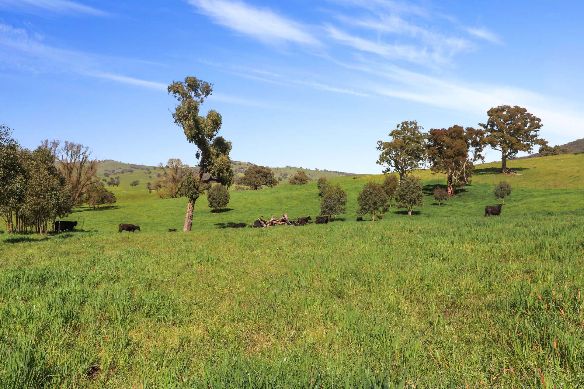 Part 1169 Grahamstown Road, Adelong For Sale by Farmbuy.com - image 4