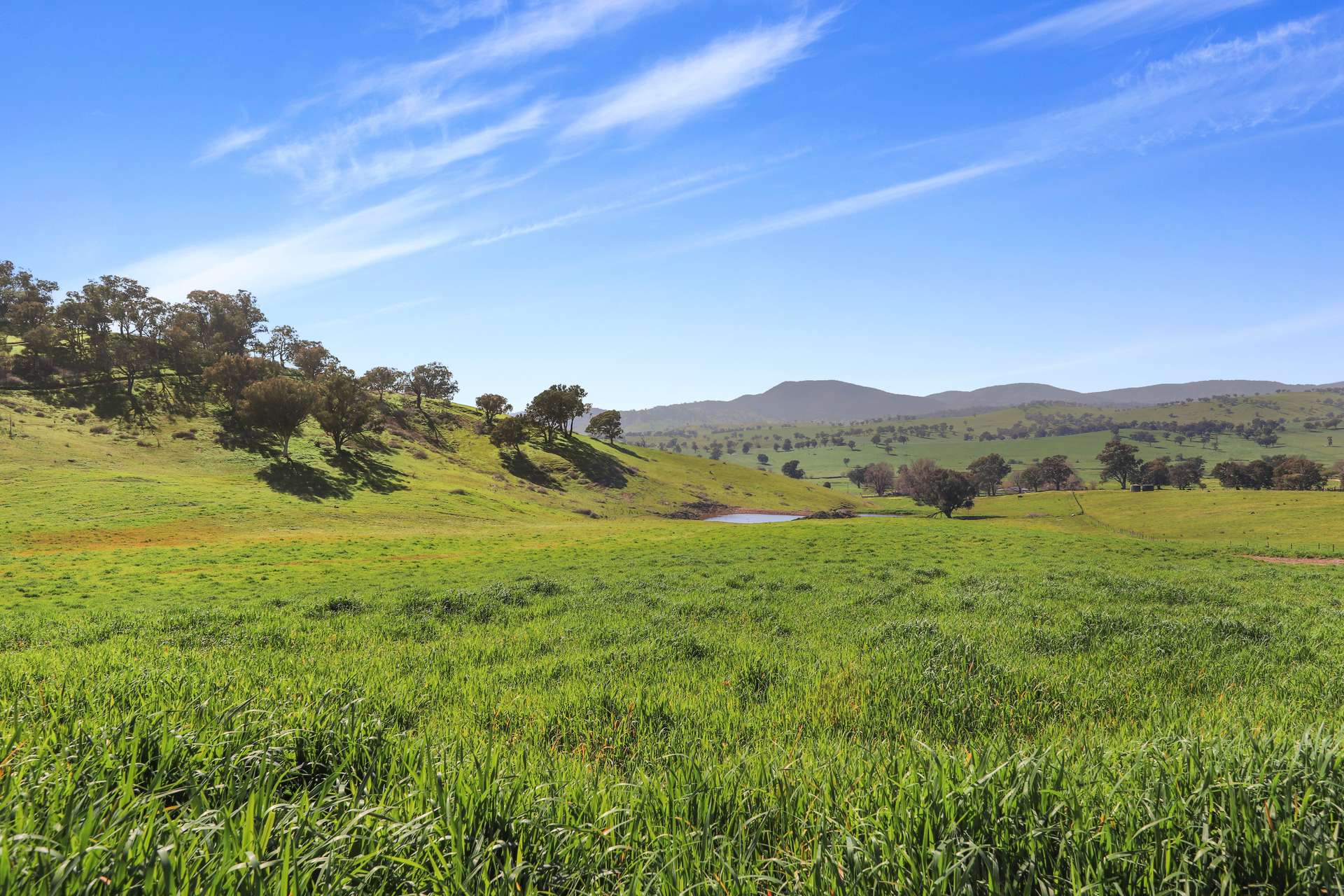 Part 1169 Grahamstown Road, Adelong For Sale by Farmbuy.com - image 3
