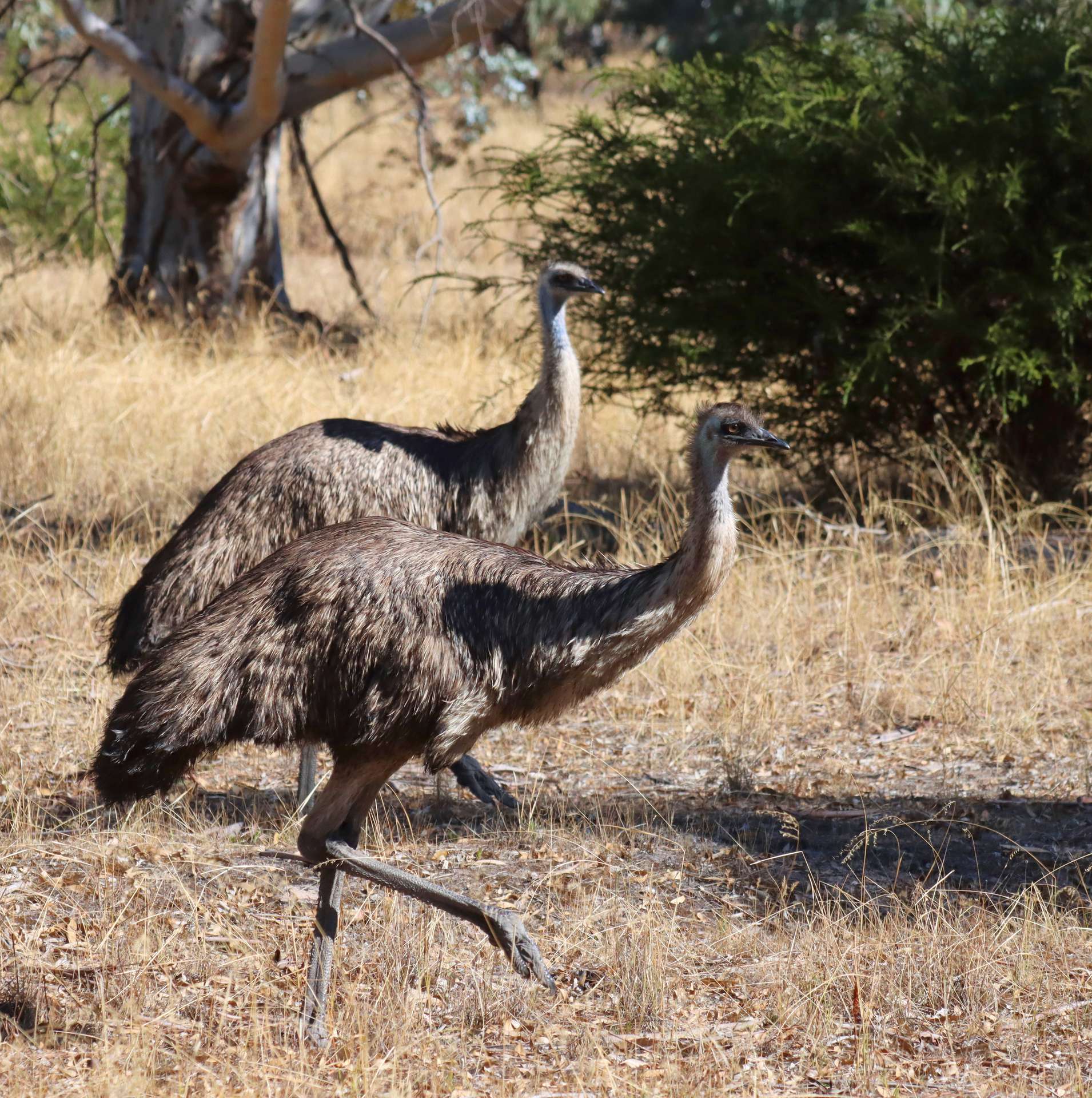 Lot 2 Mitre Road, Nurcoung For Sale by Farmbuy.com - image 10