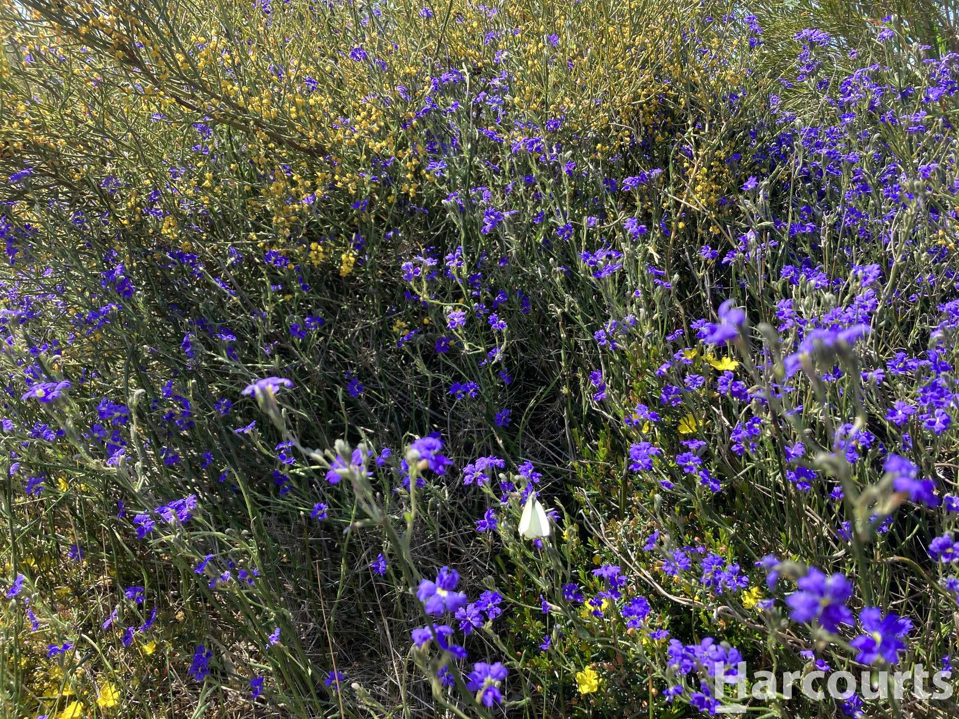 Lot 2 Mitre Road, Nurcoung For Sale by Farmbuy.com - image 13