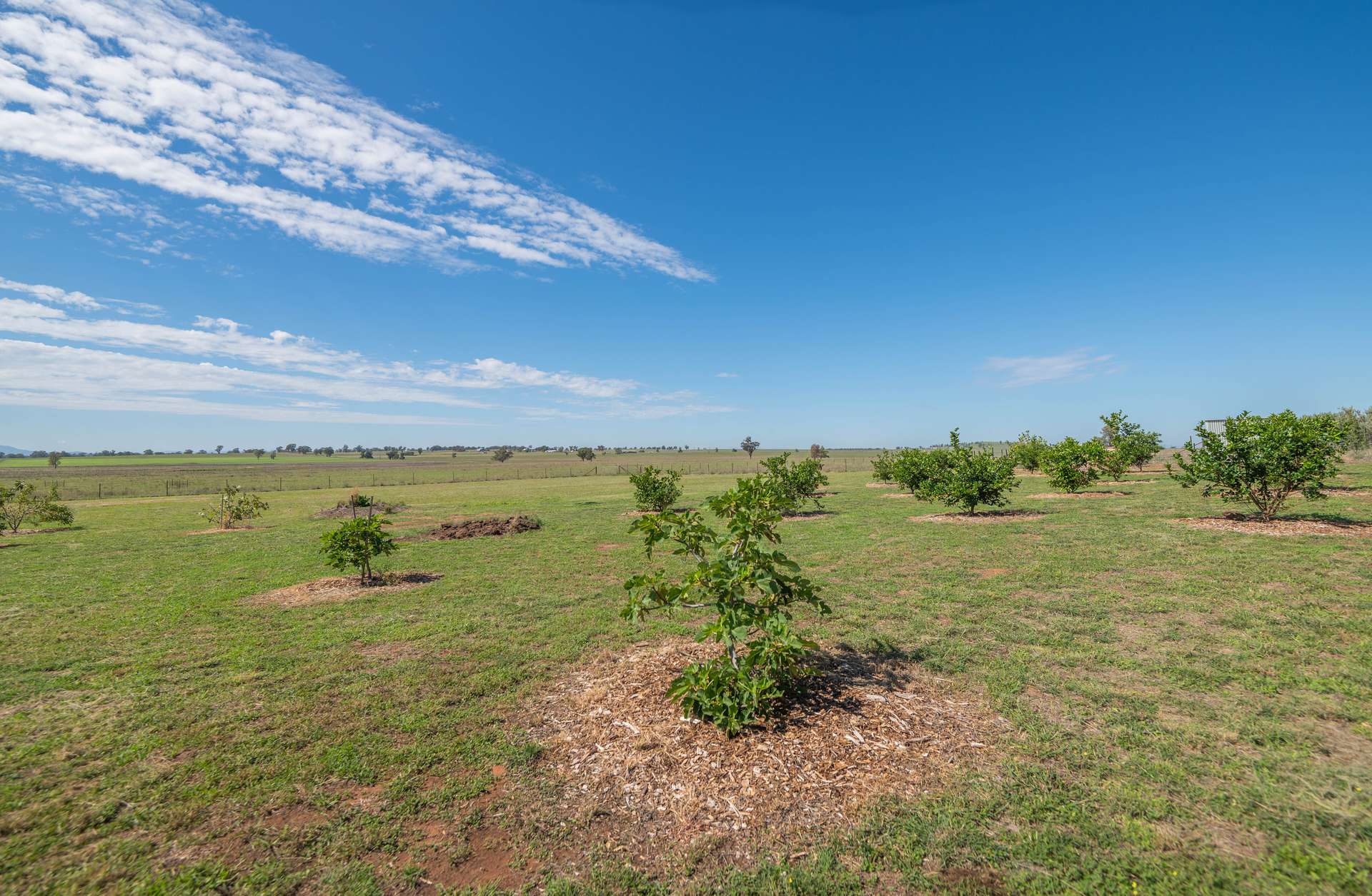63 Gunning Ridge Road, Forbes For Sale by Farmbuy.com - image 29