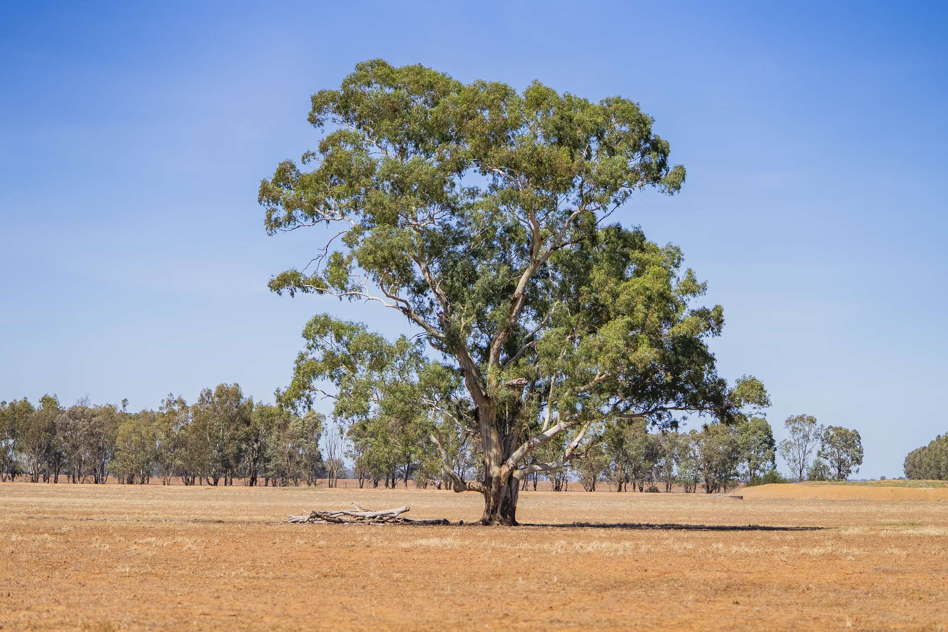 Combaning Road, Temora For Sale by Farmbuy.com - image 2