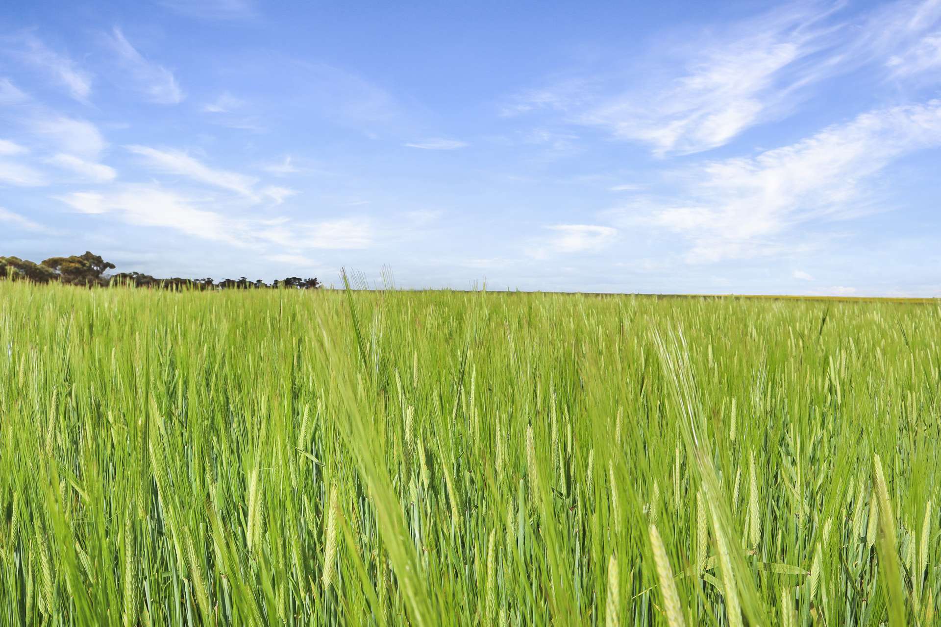 0 Stirlings, Loxton For Sale by Farmbuy.com - image 4