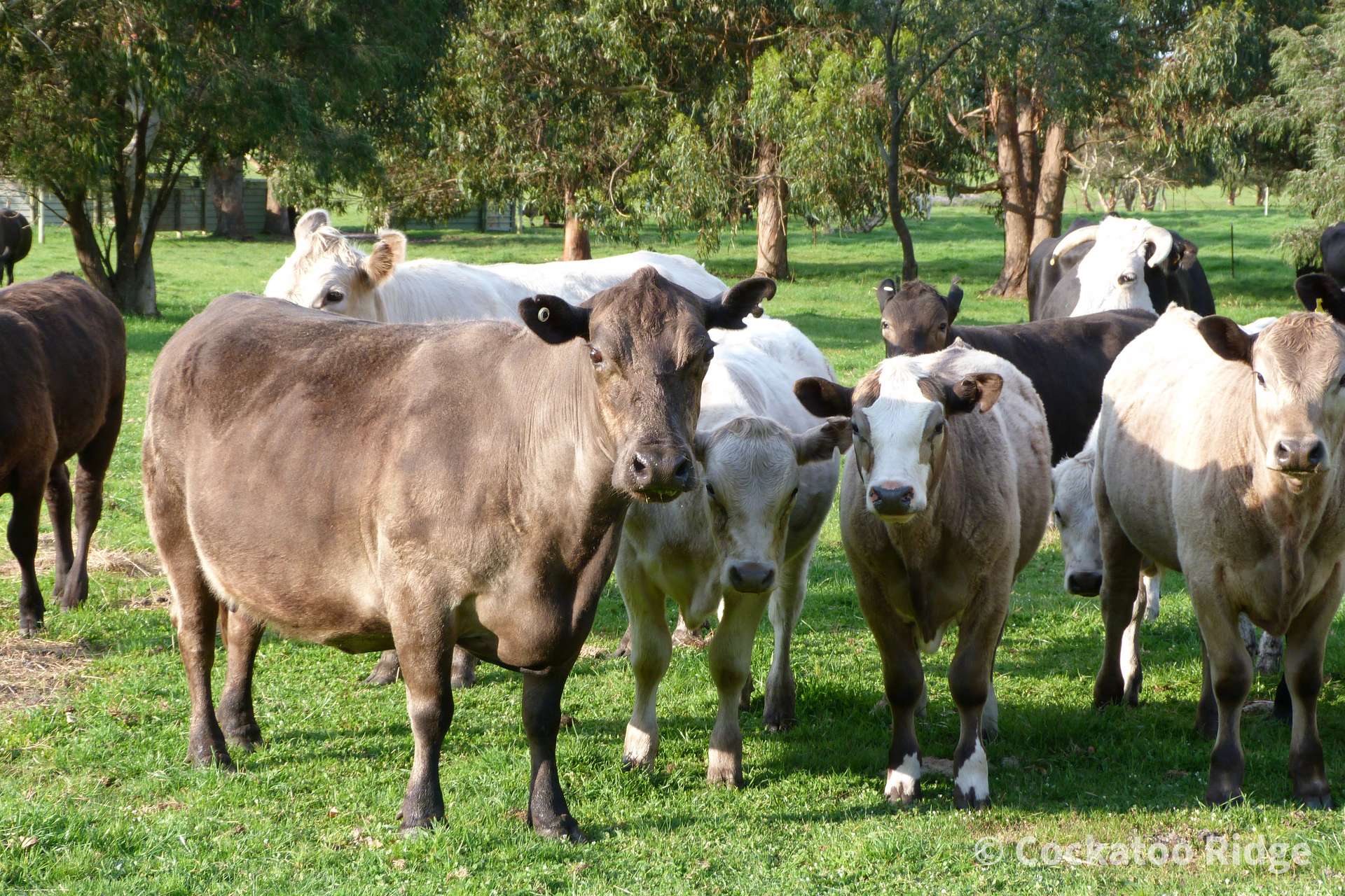 96 Rudgyard Place, Hay For Sale by Farmbuy.com - image 32