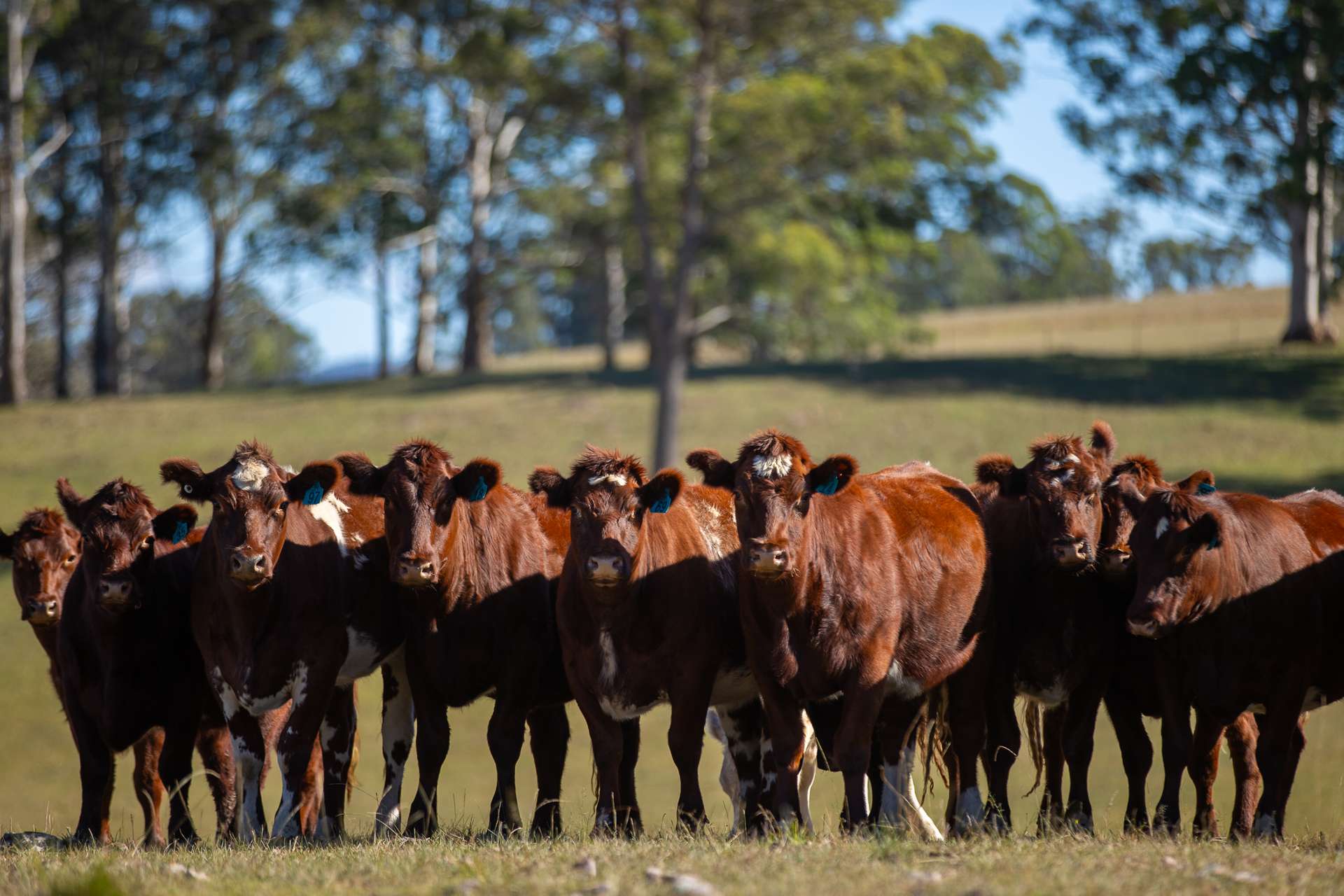 700 Oaklands Road Yarrowitch Valley Via, Walcha For Sale by Farmbuy.com - image 28