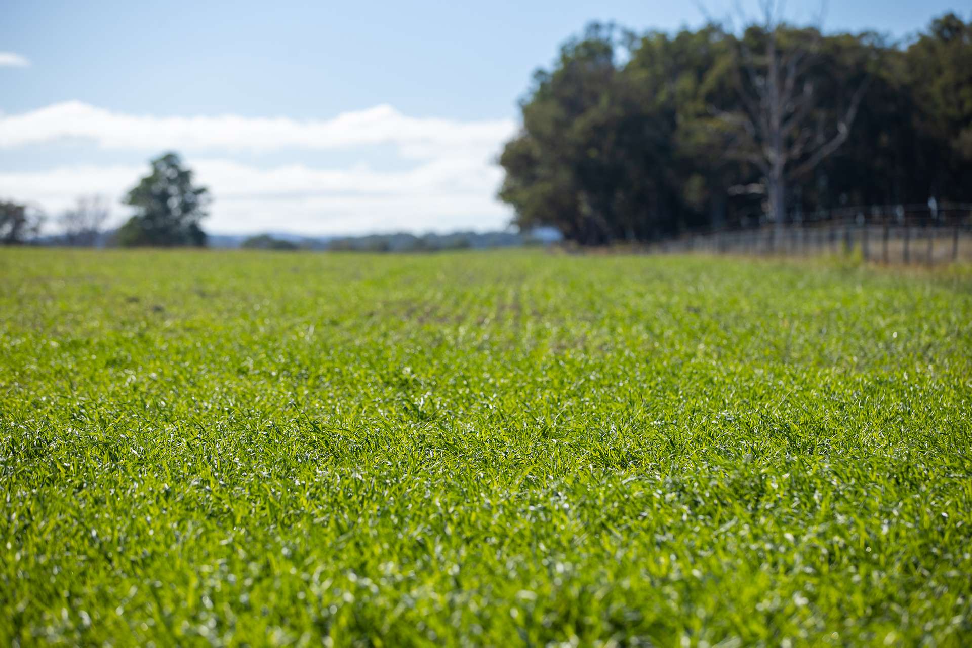 700 Oaklands Road Yarrowitch Valley Via, Walcha For Sale by Farmbuy.com - image 12
