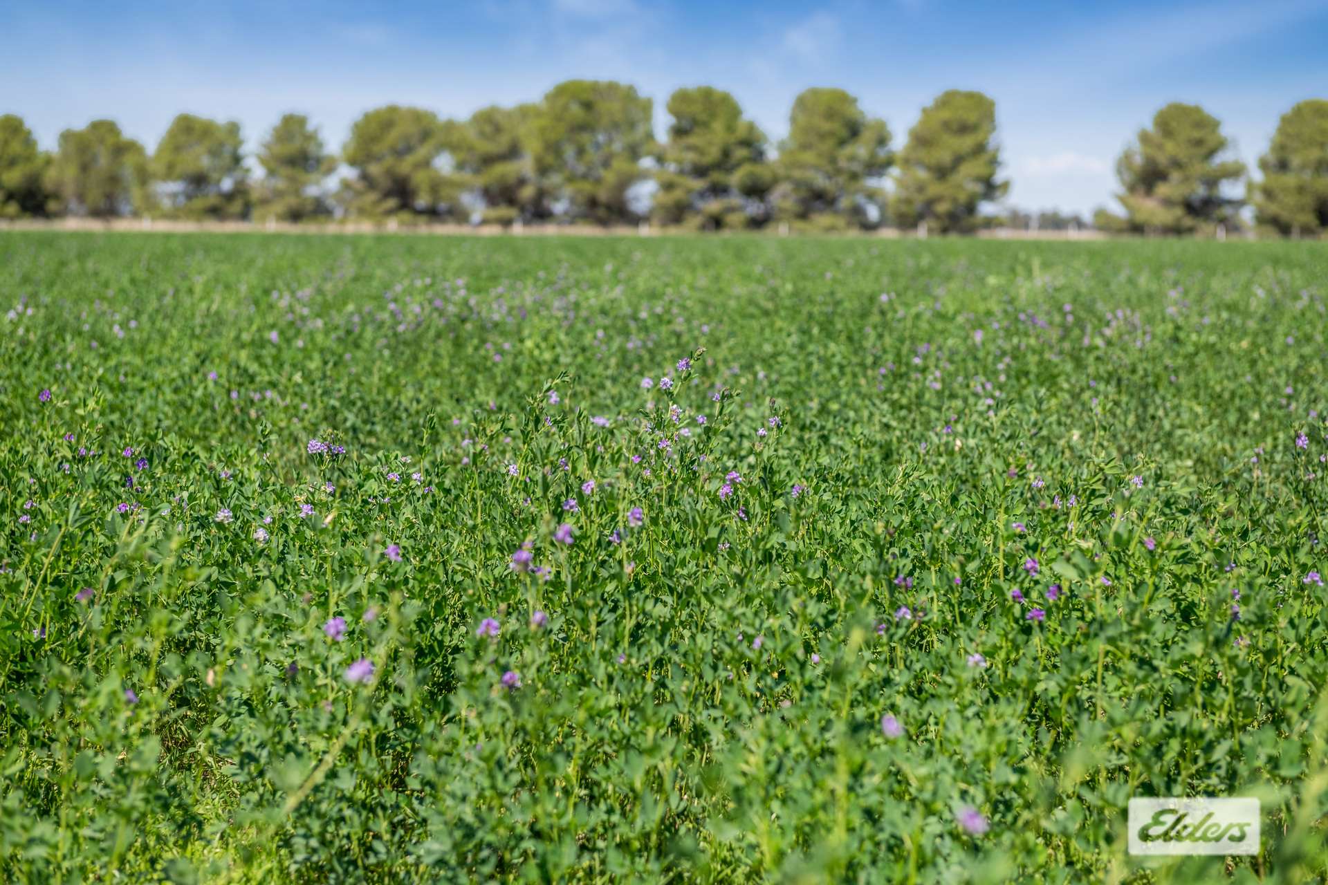 255 Rothackers Road, Serpentine For Sale by Farmbuy.com - image 21
