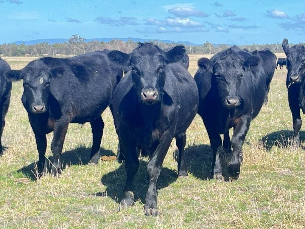 559 North Ansons Road, Gladstone For Sale by Farmbuy.com - image 13