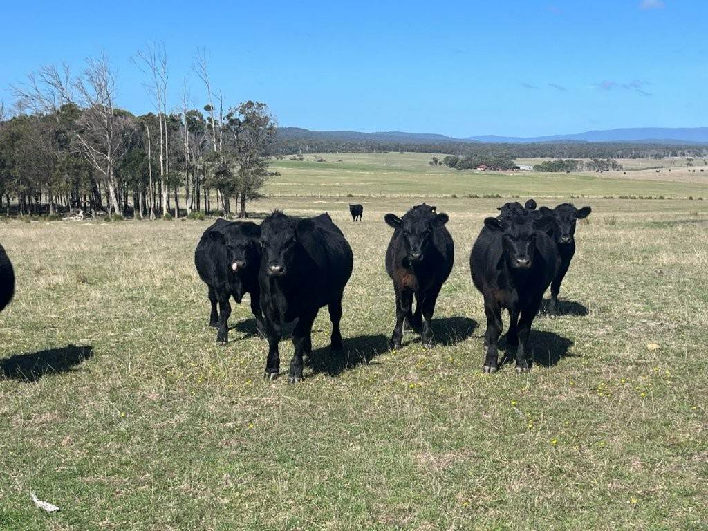 559 North Ansons Road, Gladstone For Sale by Farmbuy.com - image 11