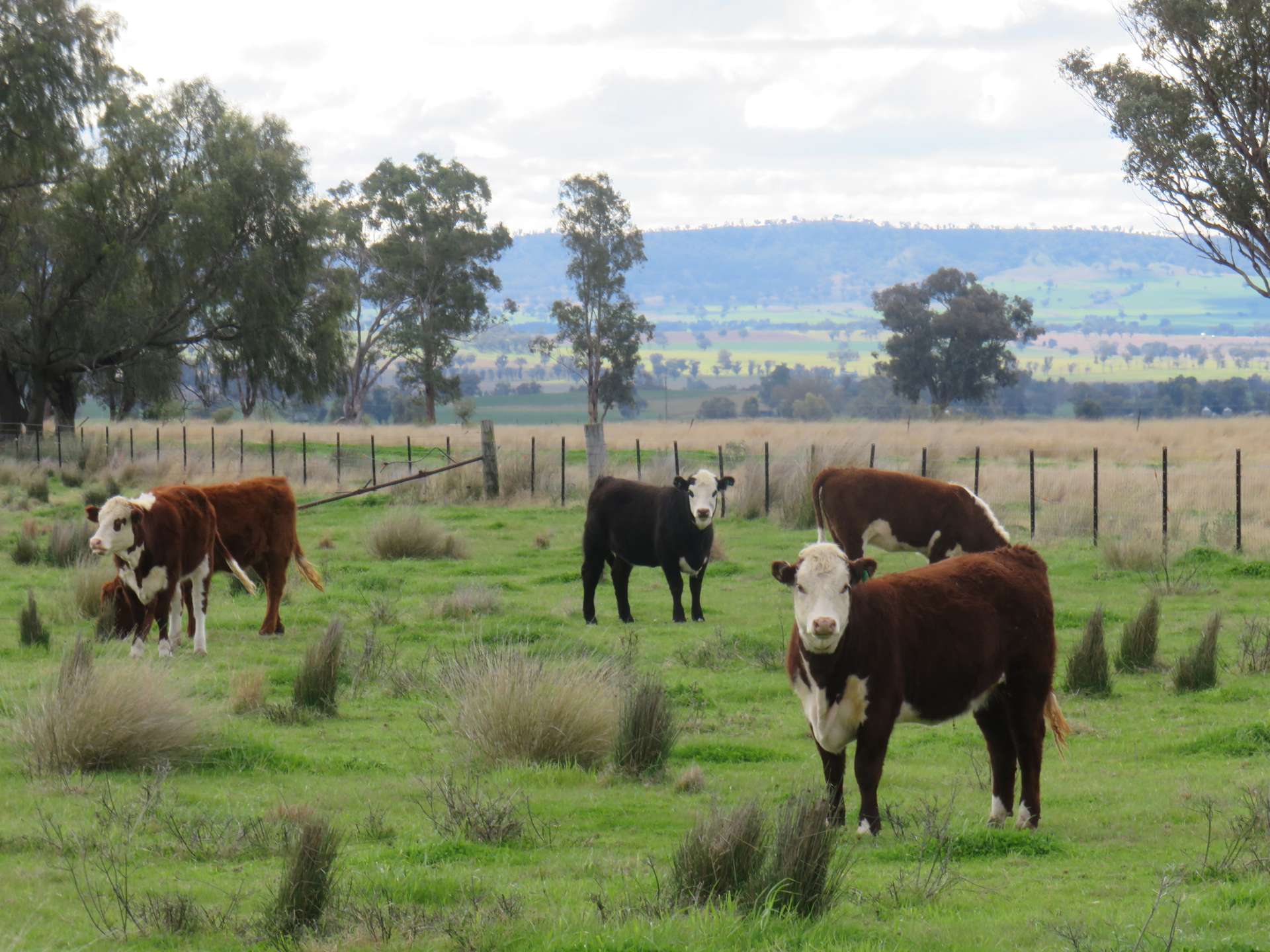 "Elstern" 1872 Old Winton Road, Tamworth For Sale by Farmbuy.com - image 30