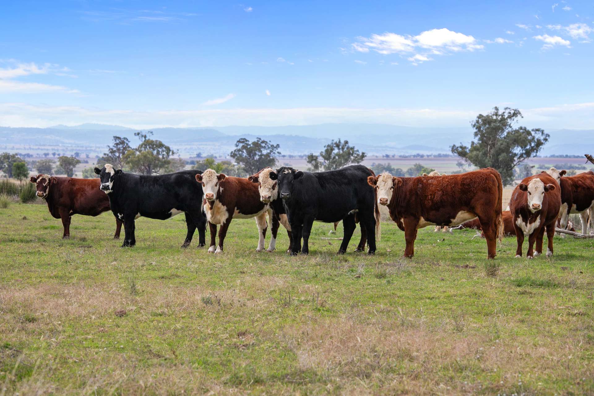 "Elstern" 1872 Old Winton Road, Tamworth For Sale by Farmbuy.com - image 8