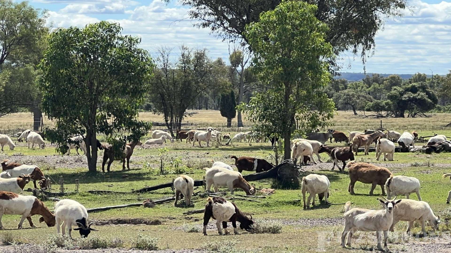 Braziers Road, Jandowae For Sale by Farmbuy.com - image 11