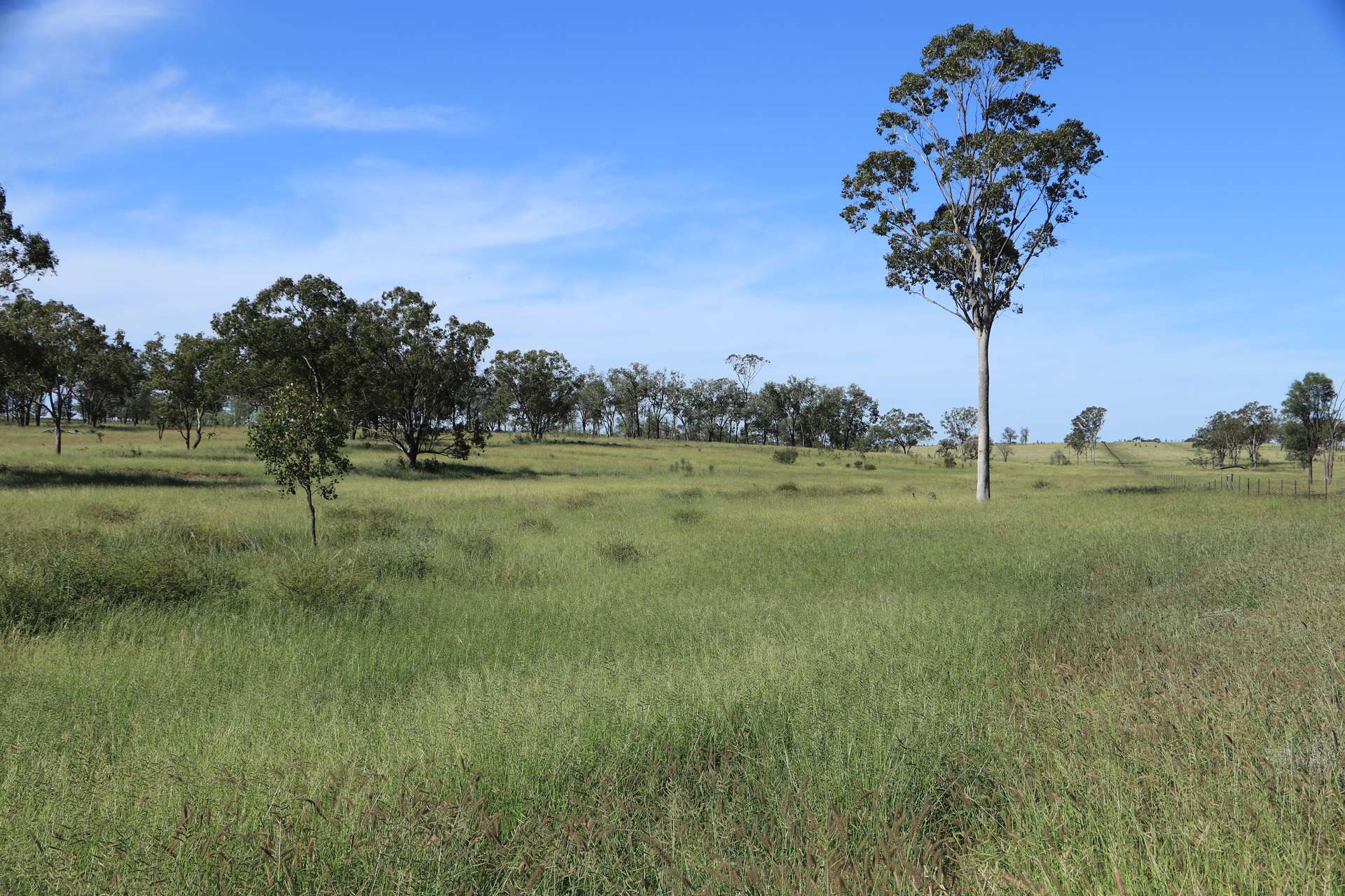 564 ORALLO ROAD, Roma Auction by Farmbuy.com - image 23