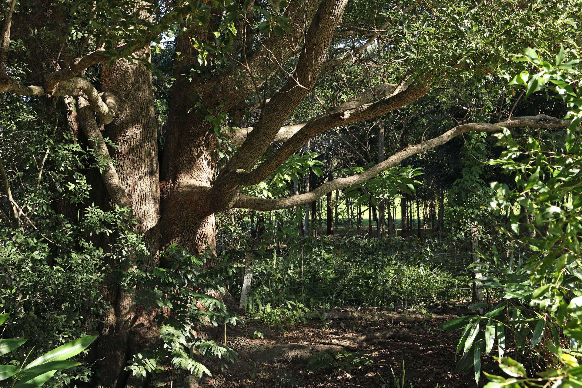 Cooroy Mountain For Sale by Farmbuy.com - image 33