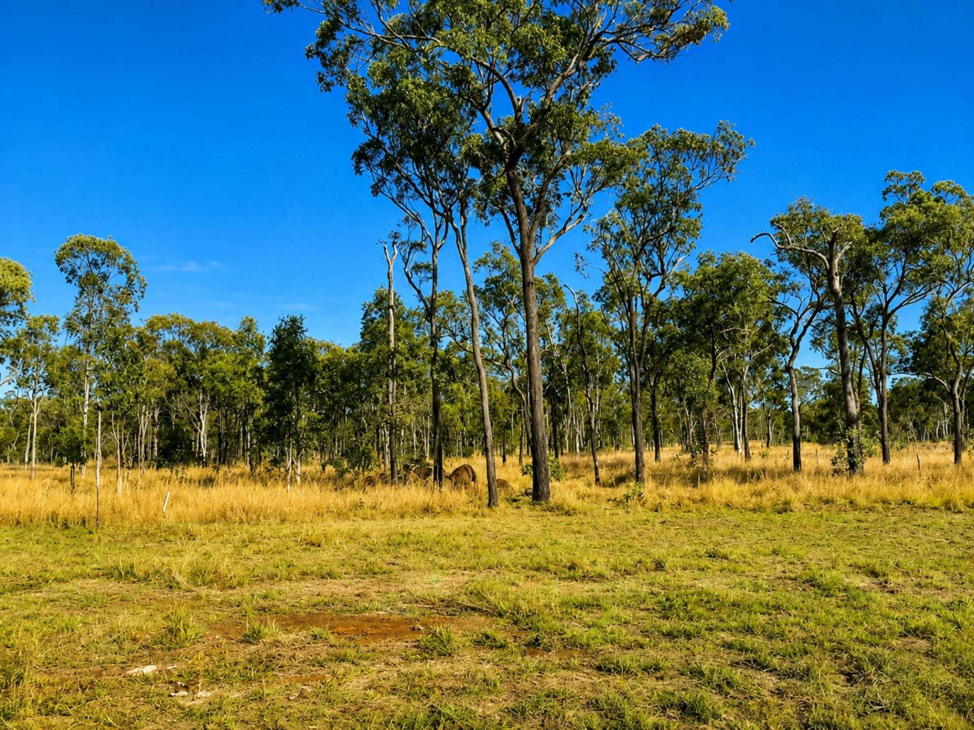24 Dalrymple Drive, Millstream For Sale by Farmbuy.com - image 12