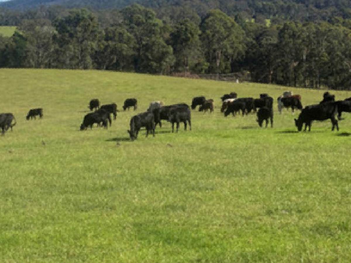 46 Jersey Place, Cobargo For Sale by Farmbuy.com - image 10